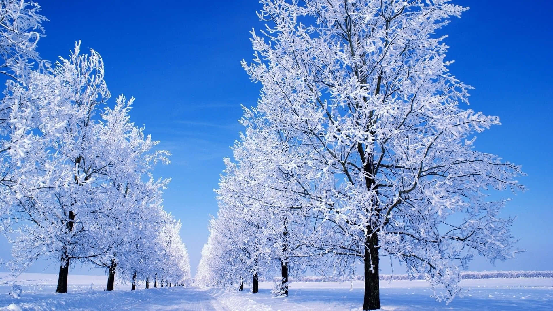 Snow Trees, 1920 x 1080, snow-covered trees, Full HD Desktop Wallpaper