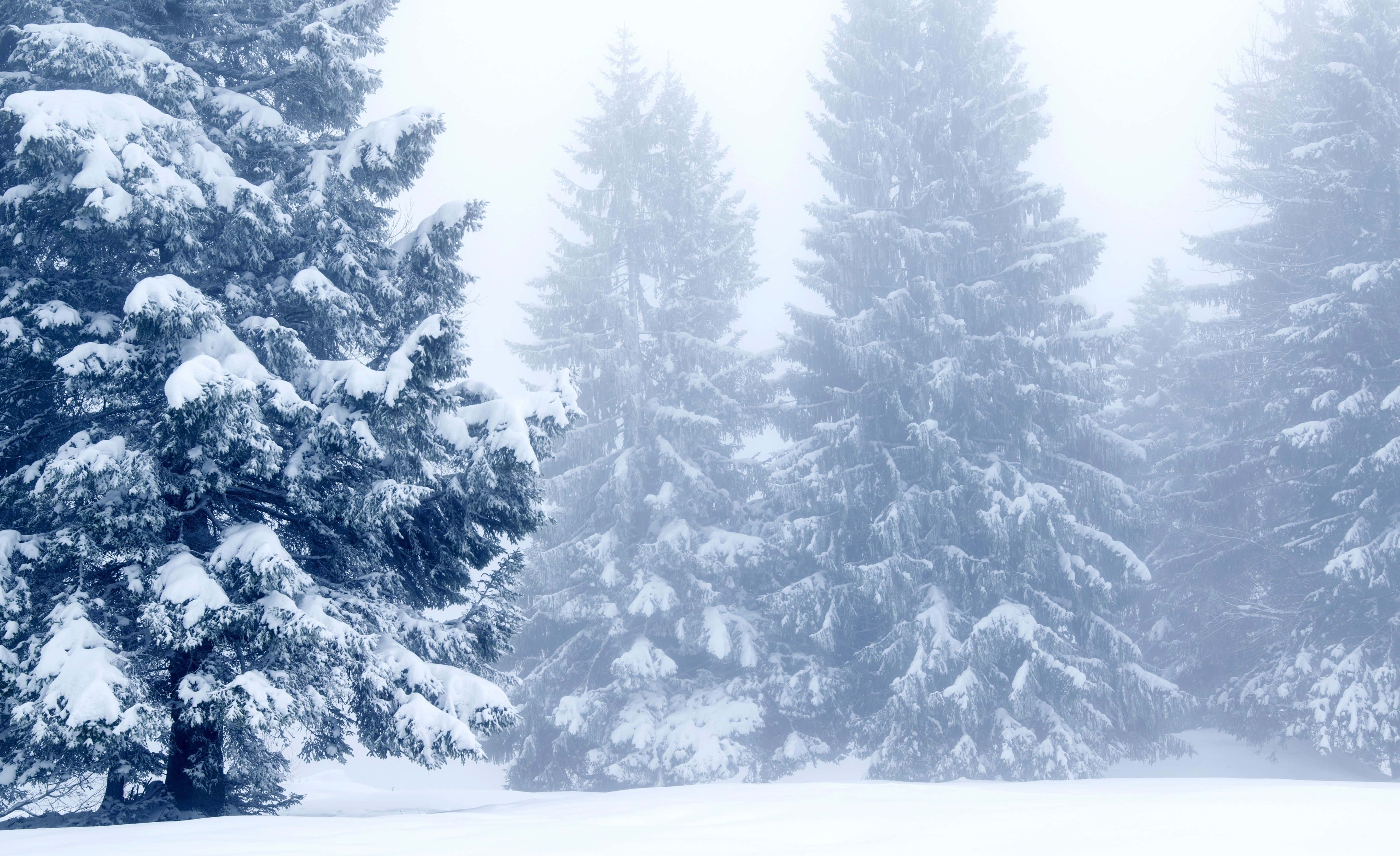 Snow Trees, evergreen trees, winter forest, 5K Desktop Wallpaper