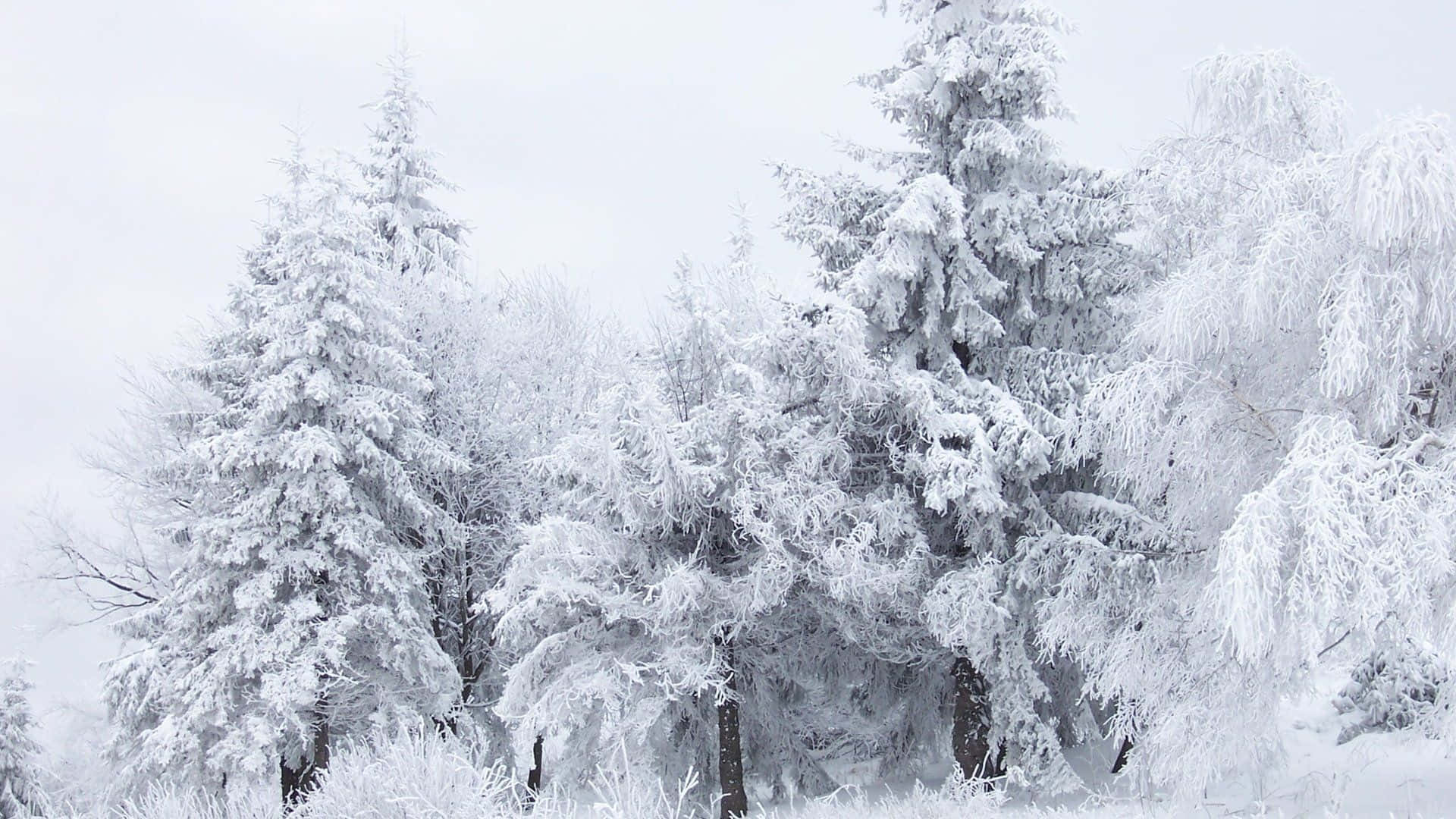 Snow Trees, evergreen trees, winter wonderland, Full HD Desktop Wallpaper