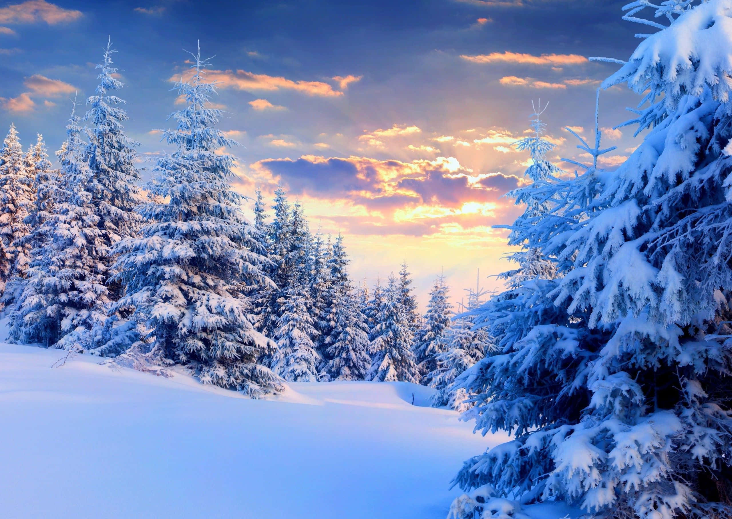 Snow Trees, evergreen trees, winter forest, 2K Desktop Wallpaper