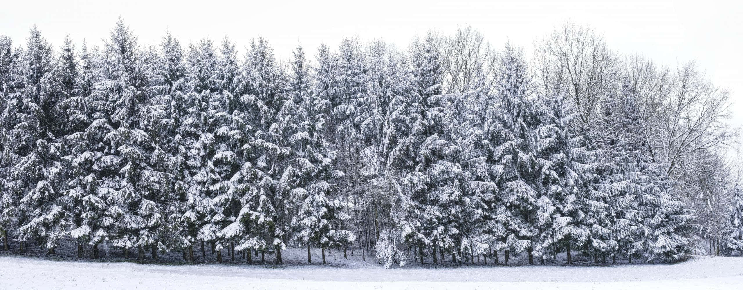 snow trees, evergreen trees, winter landscape, 2K Desktop Wallpaper