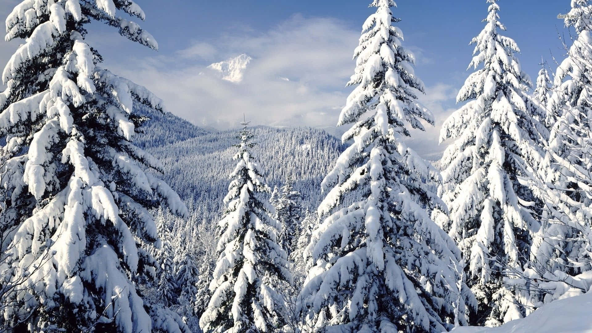 Snow Trees, evergreen trees, bright blue sky, Full HD Desktop Wallpaper