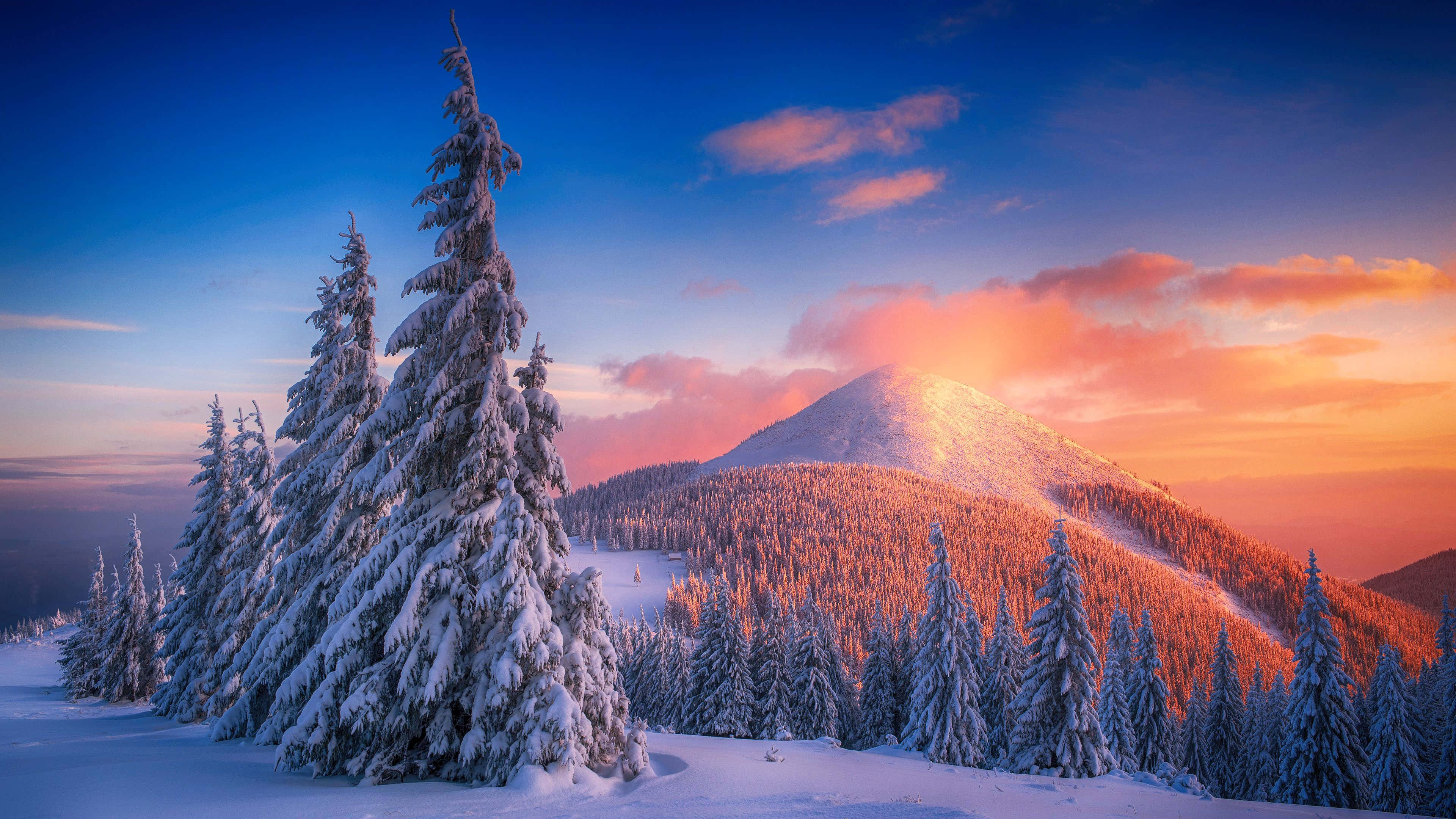 Snow Trees, 3840 x 2160, pine trees, 4K Desktop Wallpaper
