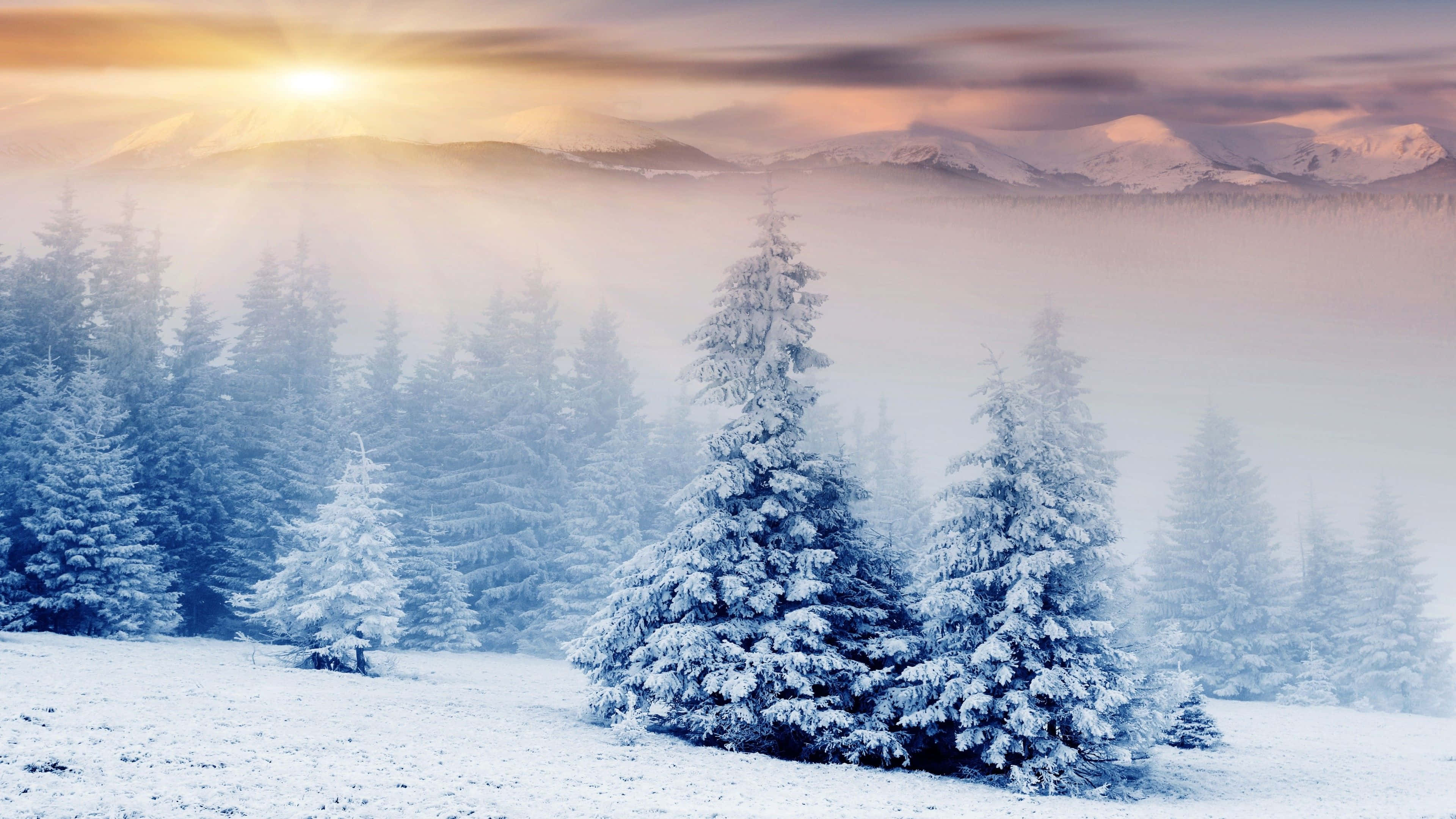 Snow Trees, pine trees, snow-covered, 4K Desktop Wallpaper