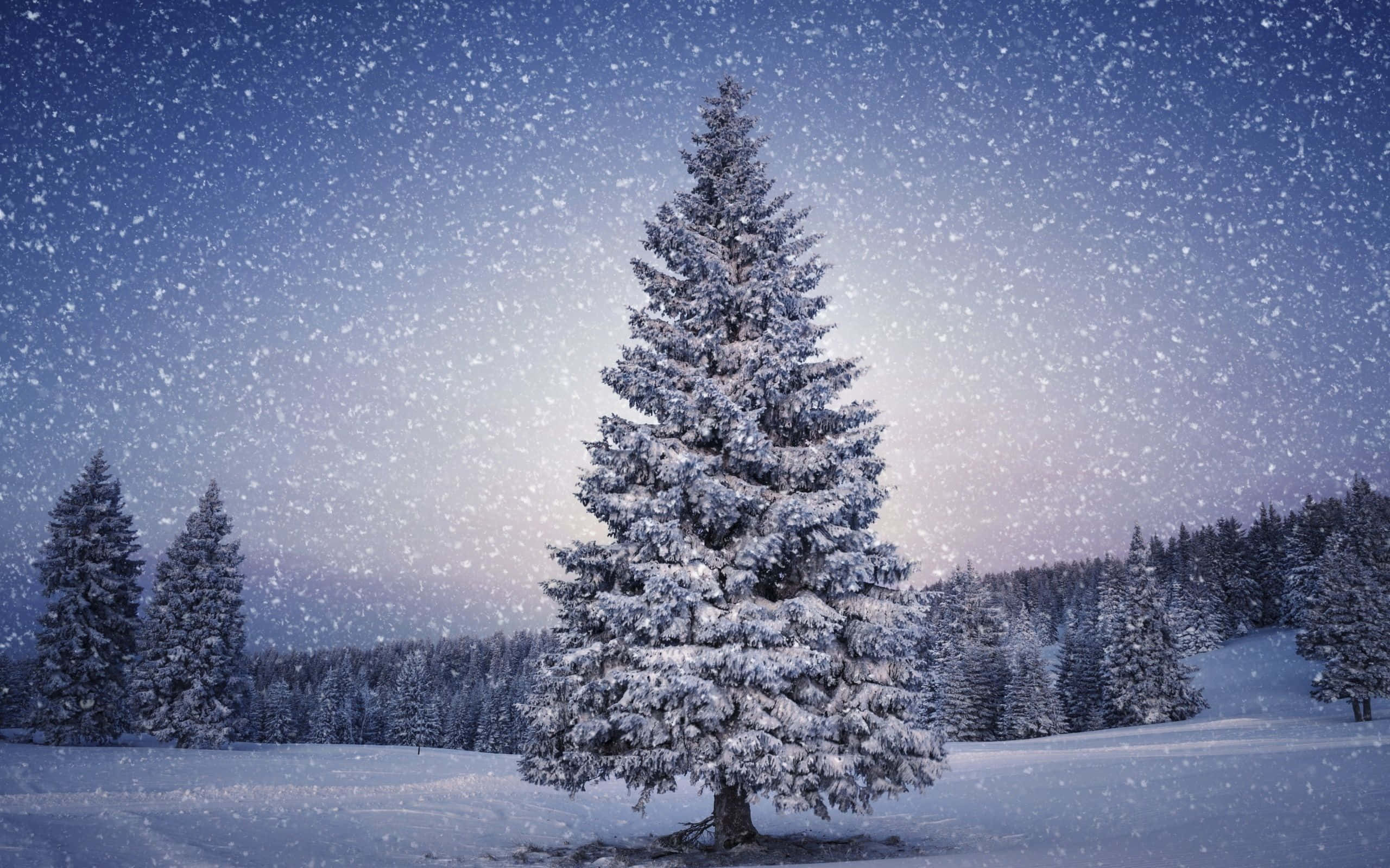 Snow Trees, pine tree, winter forest, 2K Desktop Wallpaper