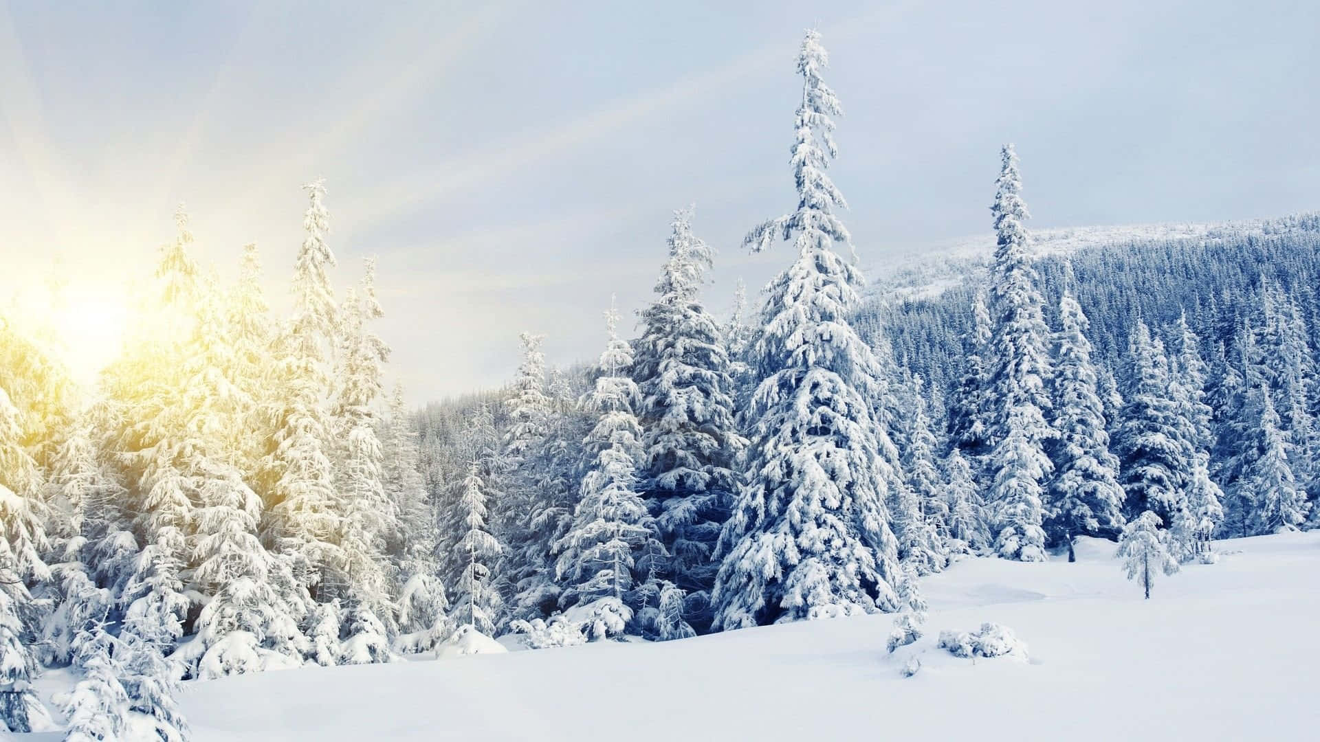 Snow Trees, evergreen trees, winter forest, Full HD Desktop Wallpaper