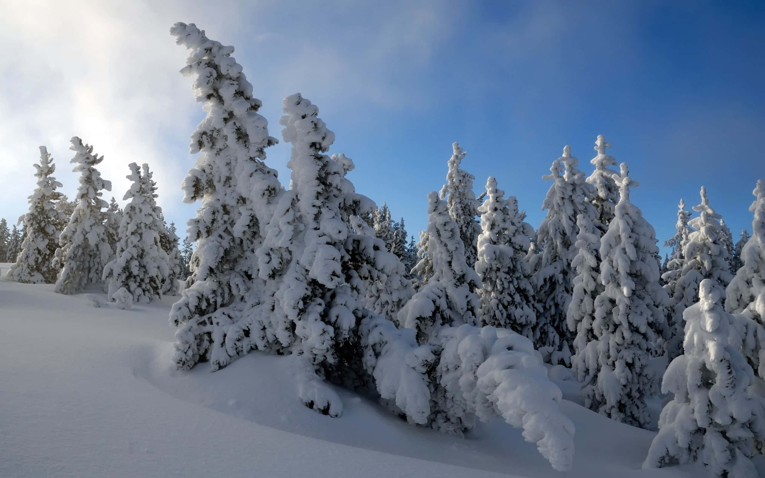 Snow Trees, evergreen trees, crisp blue sky, 2K Desktop Wallpaper