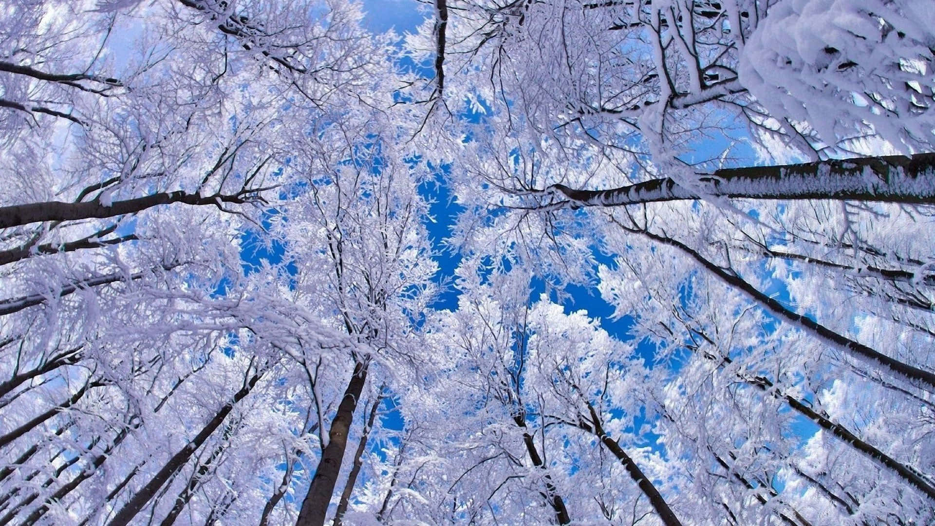 Snow Trees, 1920 x 1080, vibrant blue sky, Full HD Desktop Wallpaper