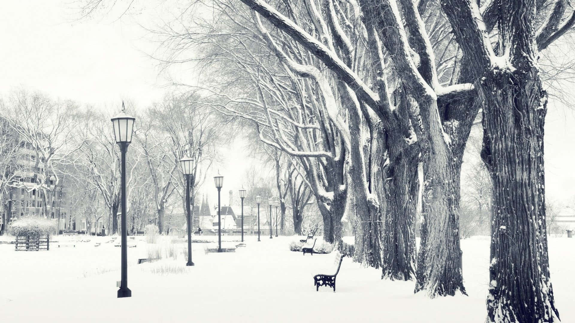 Snow Trees, 1920 x 1080, snow-covered park pathway, Full HD Desktop Wallpaper