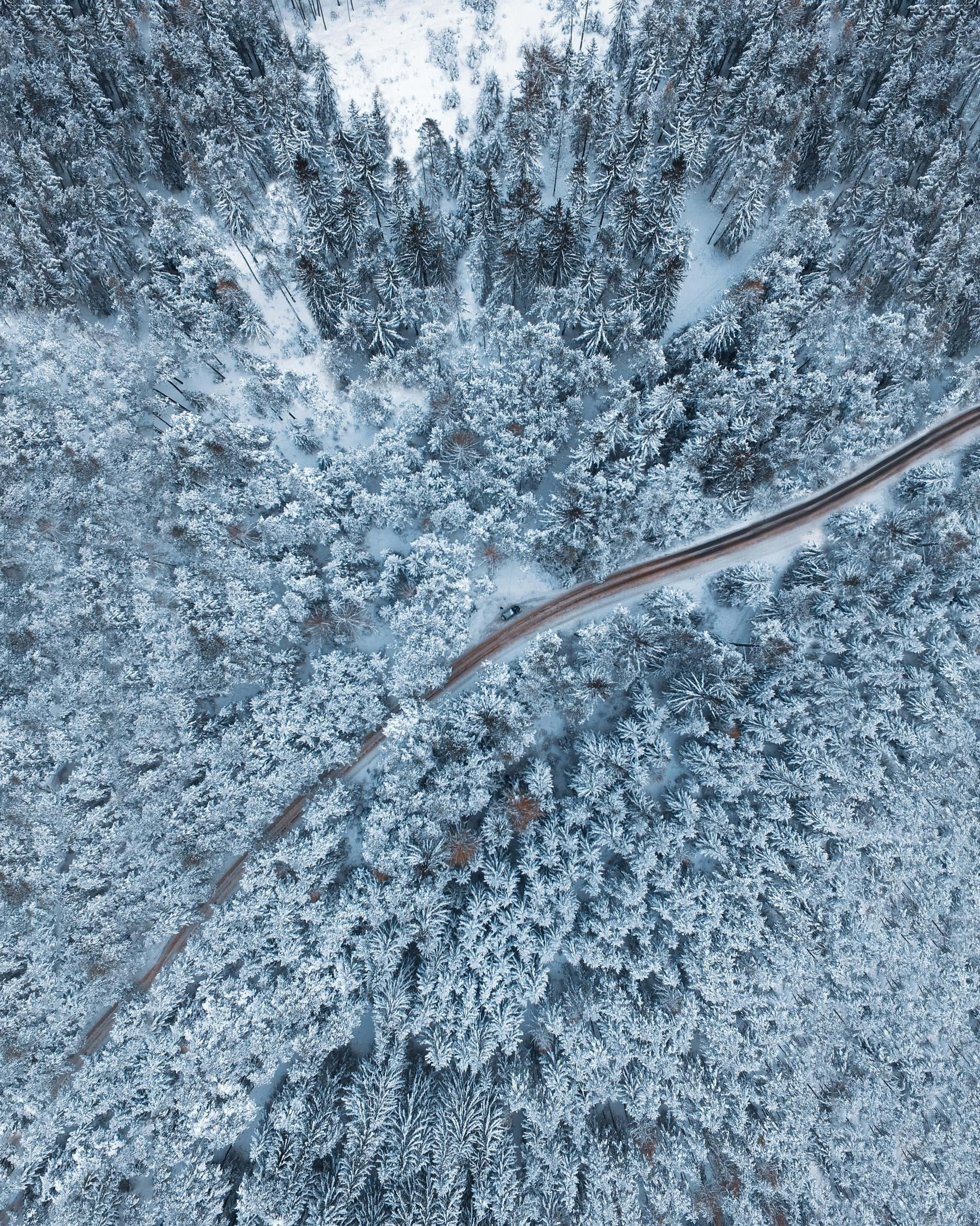 Snow Trees, winter, snow-covered forest, 2K Phone Wallpaper