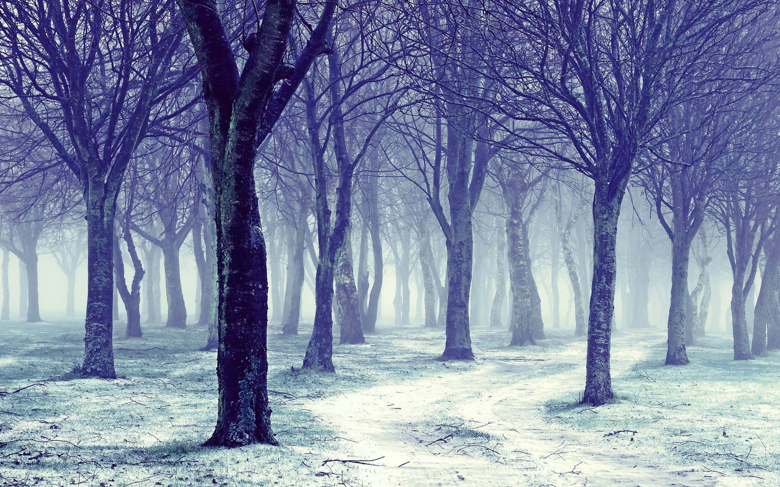 Snow Trees, winter forest, bare trees, 2K Desktop Wallpaper