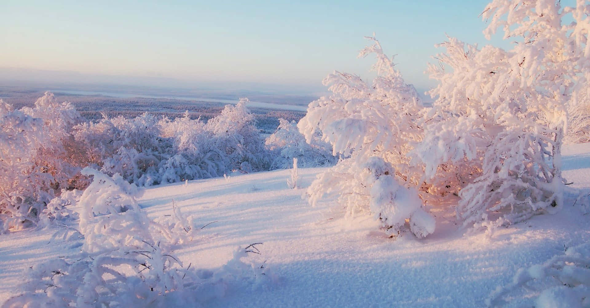 Snow Trees, sunlight, snow-covered trees, Full HD Desktop Wallpaper
