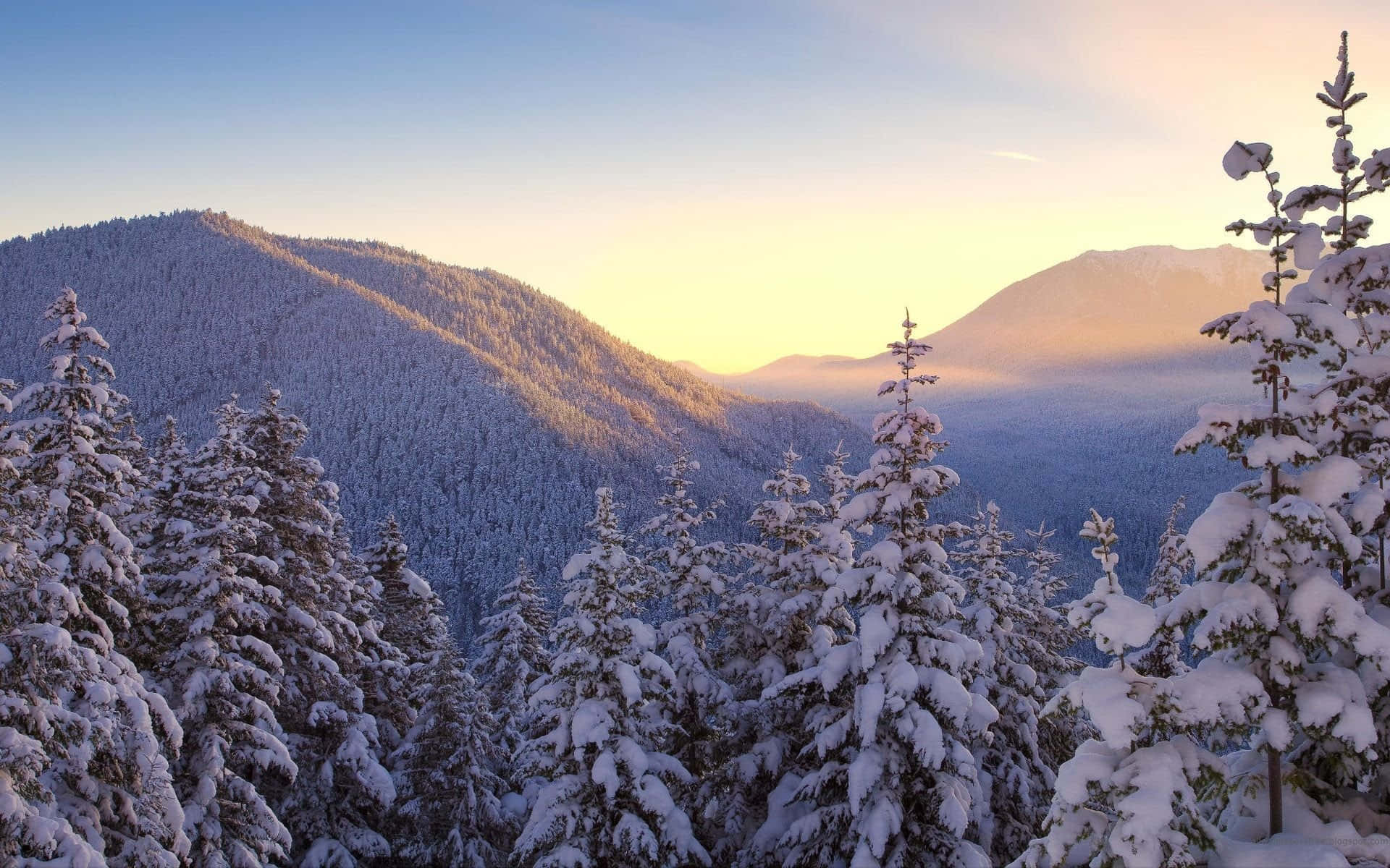 Snow Trees, evergreen trees, rolling mountains, Full HD Desktop Wallpaper