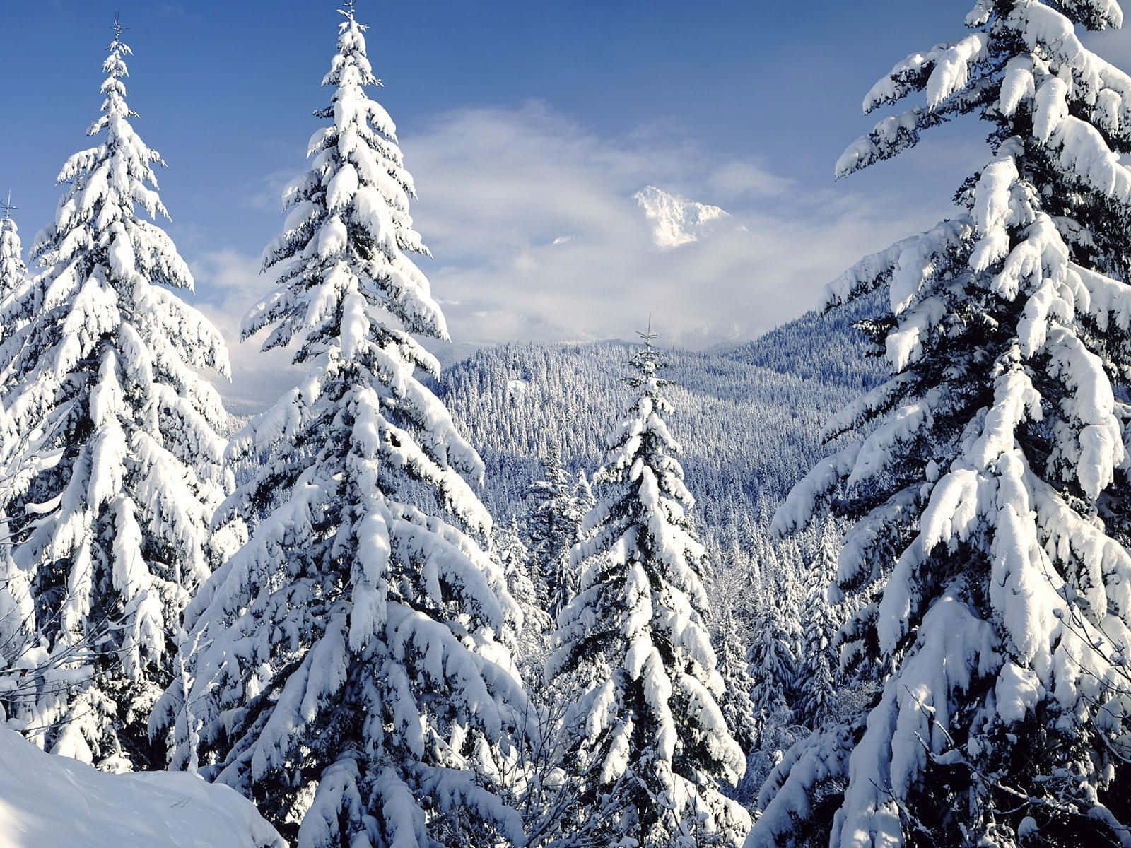 Snow Trees, evergreen trees, crisp blue sky, HD Desktop Wallpaper