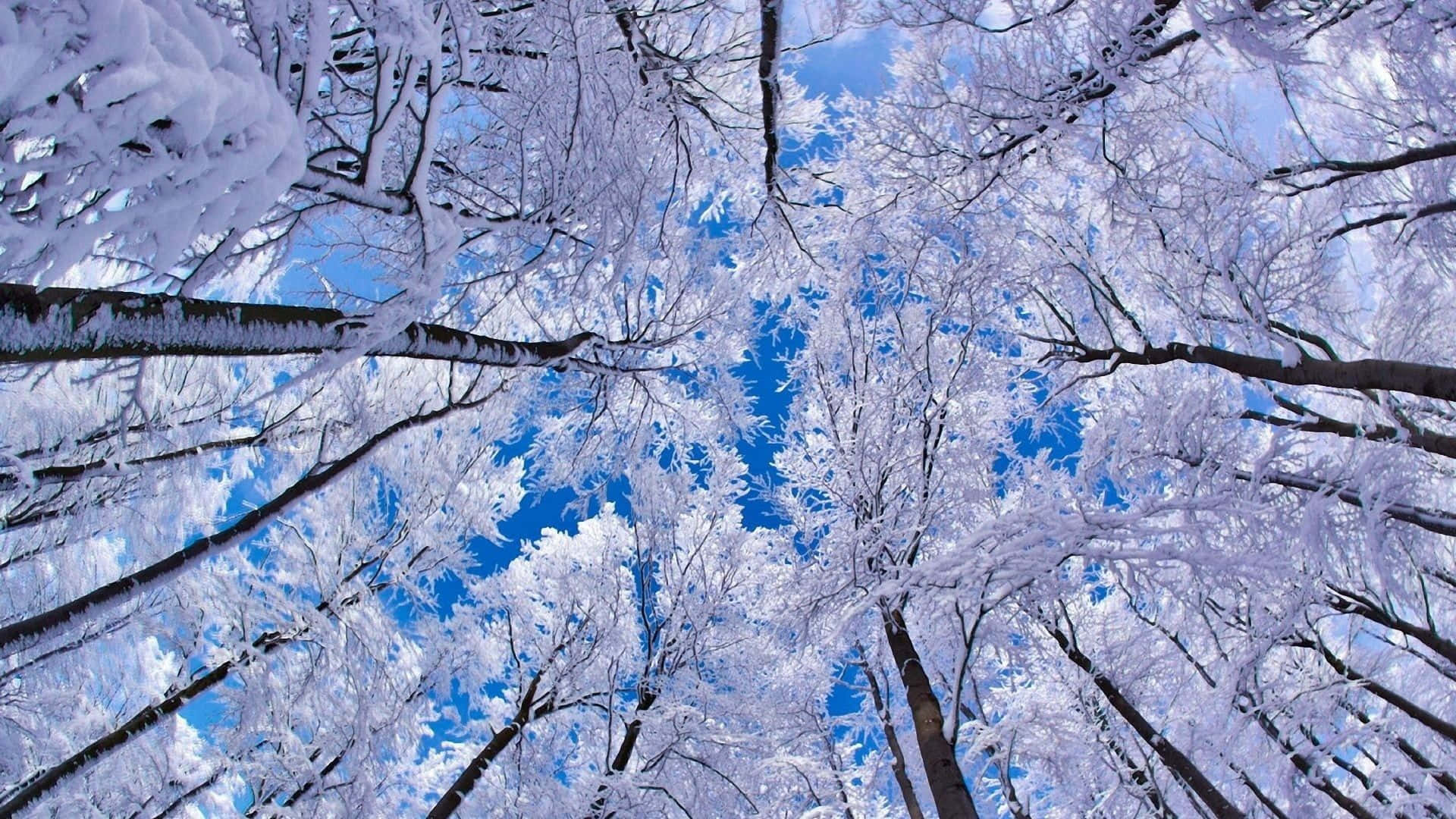Snow Trees, 1920 x 1080, vibrant blue sky, Full HD Desktop Wallpaper