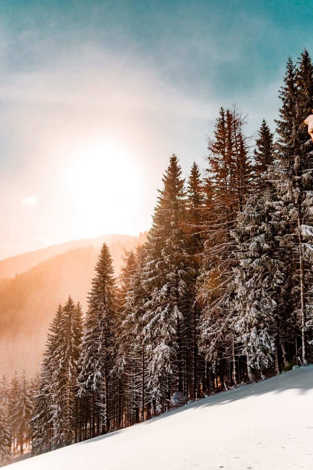 Snow Trees, pine trees, snow-dusted, HD Phone Wallpaper