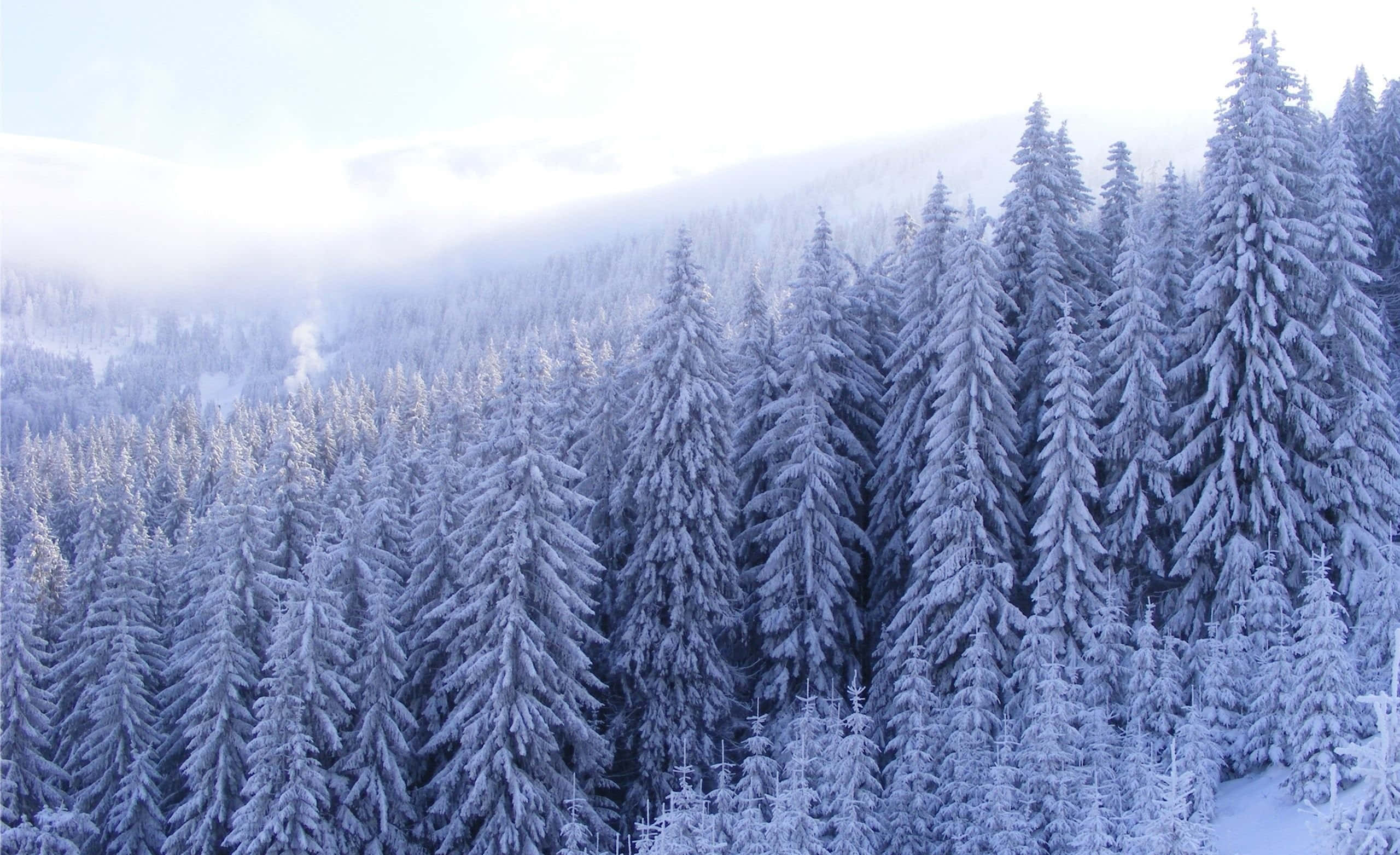 Snow Trees, pine trees, mountain valley, 2K Desktop Wallpaper