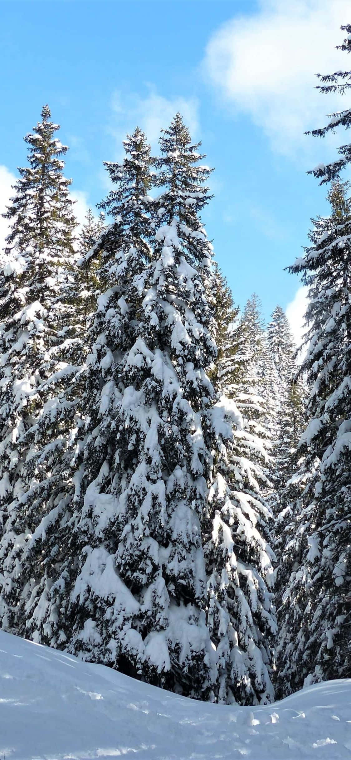 Snow Trees, evergreen trees, crisp blue sky, Full HD Phone Wallpaper