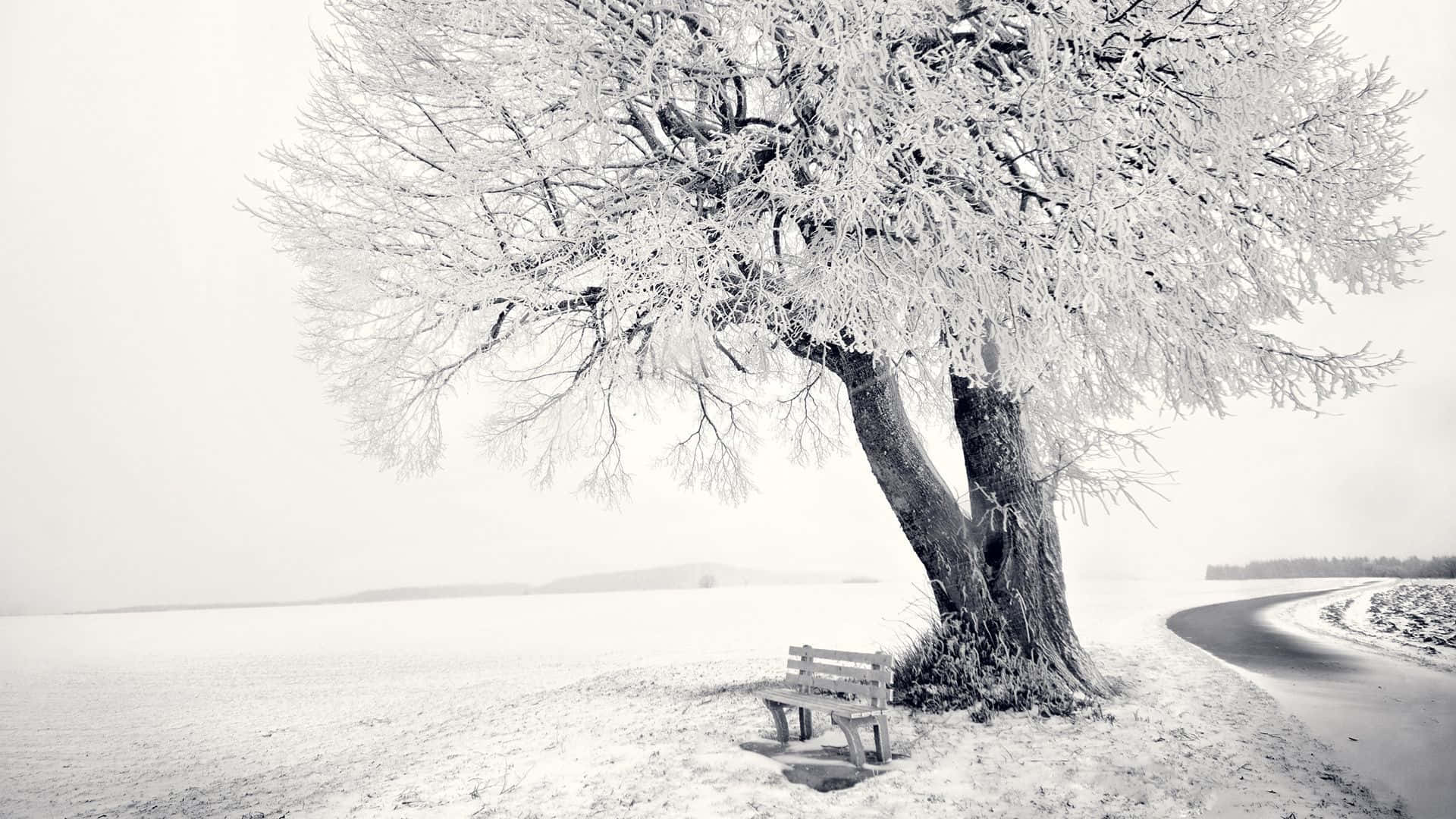 Snow Trees, winter landscape, frost-covered tree, Full HD Desktop Wallpaper
