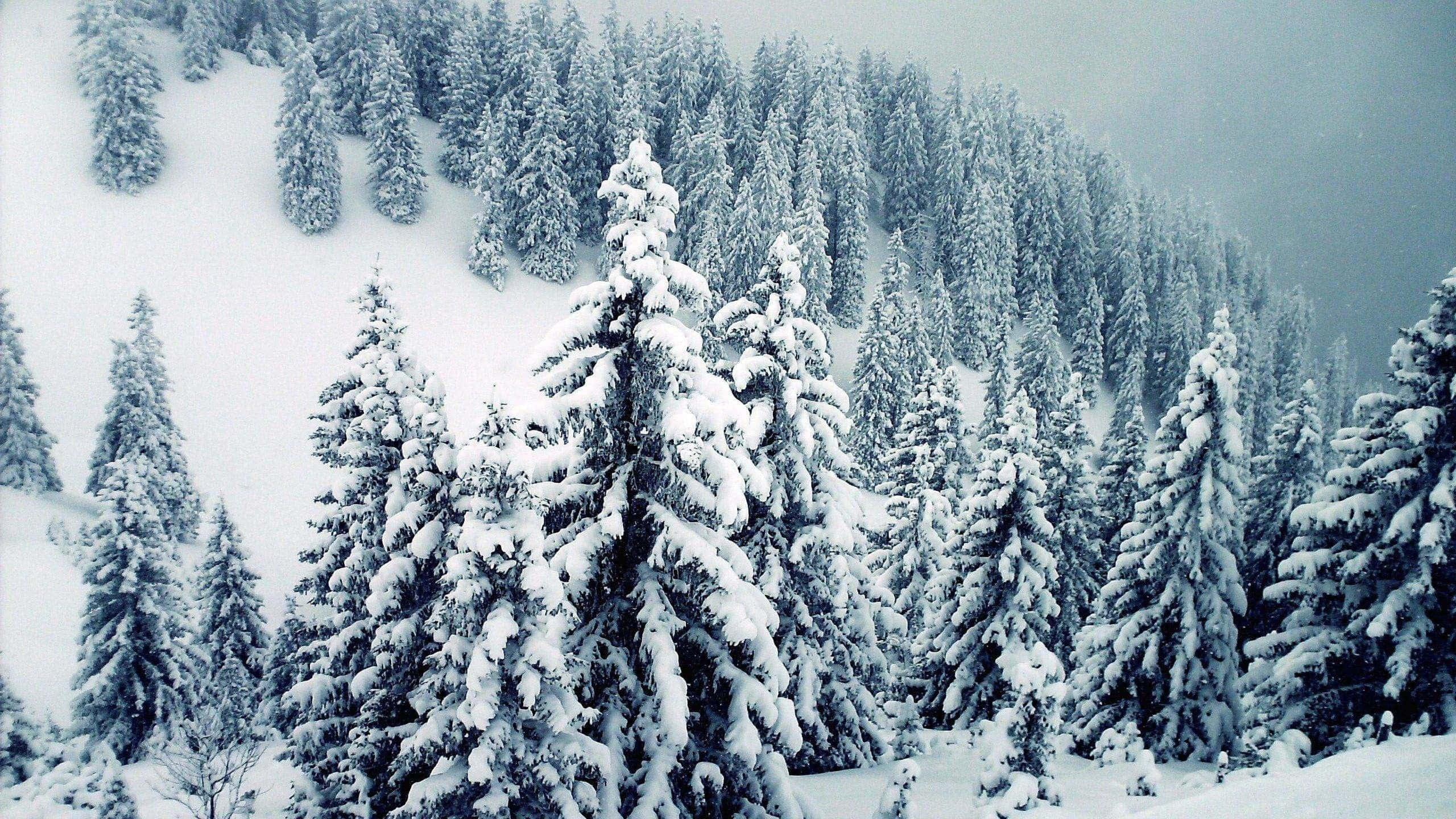 Snow Trees, evergreen trees, mountain slope, 2K Desktop Wallpaper