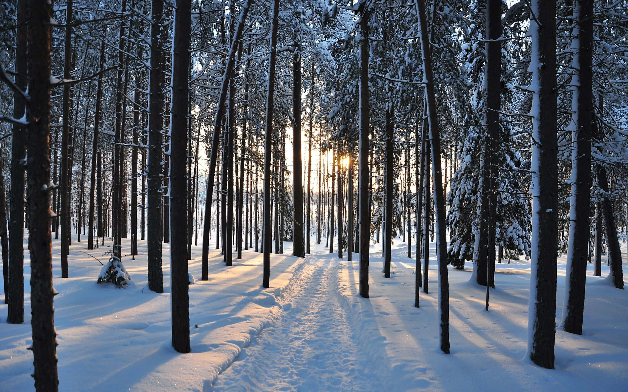 Snow Trees, pine trees, snow-covered, 2K Desktop Wallpaper