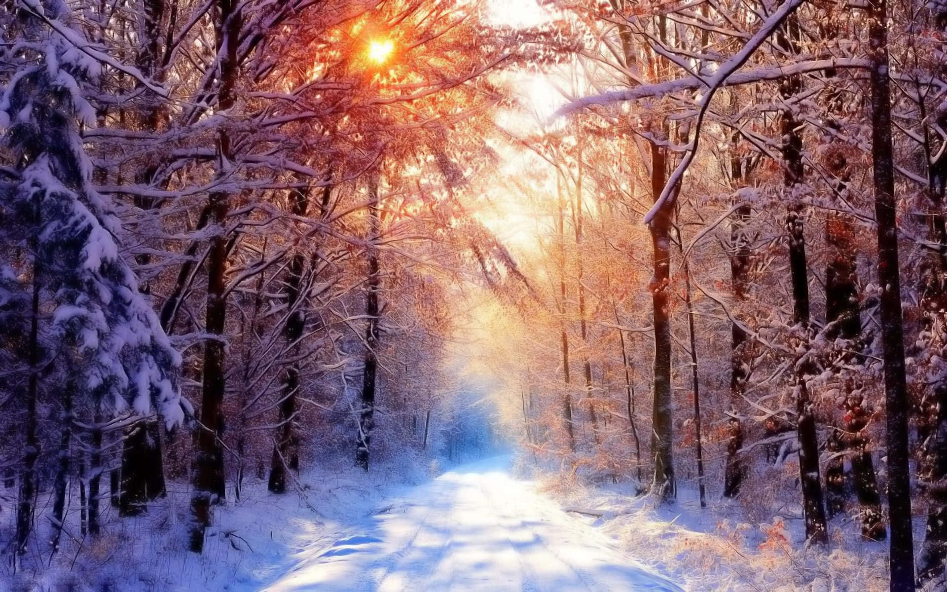 Snow Trees, golden rays, snow-laden trees, Full HD Desktop Wallpaper