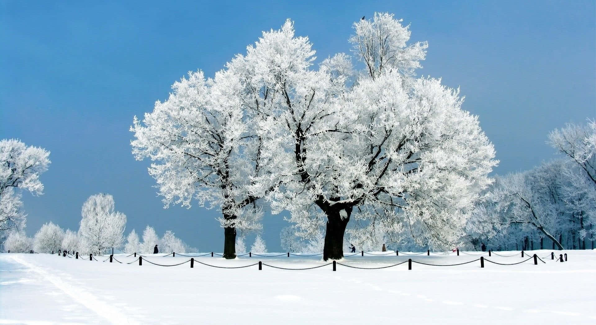 Snow Trees, snow-covered tree, vast winter field, Full HD Desktop Wallpaper