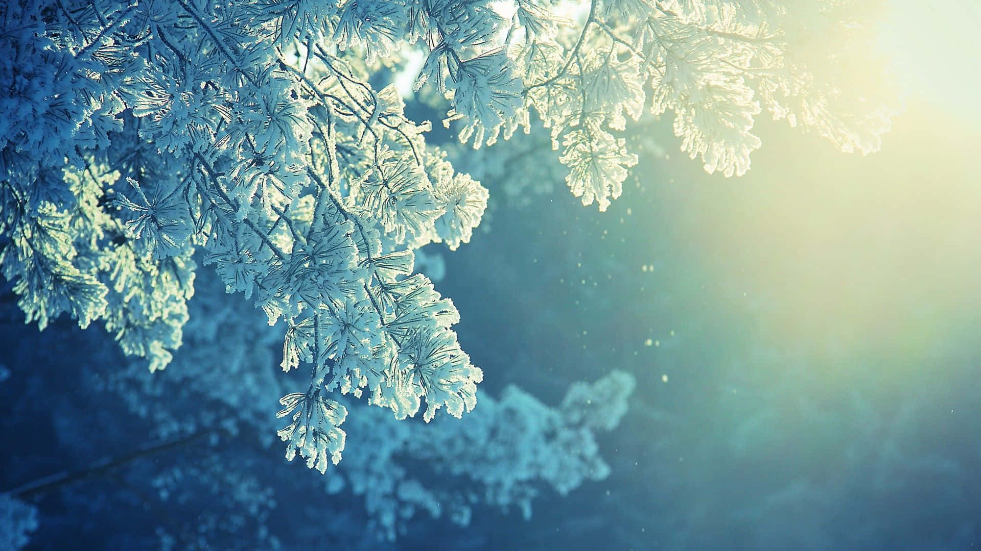 Snow Trees, pine branches, soft sunlight, Full HD Desktop Wallpaper