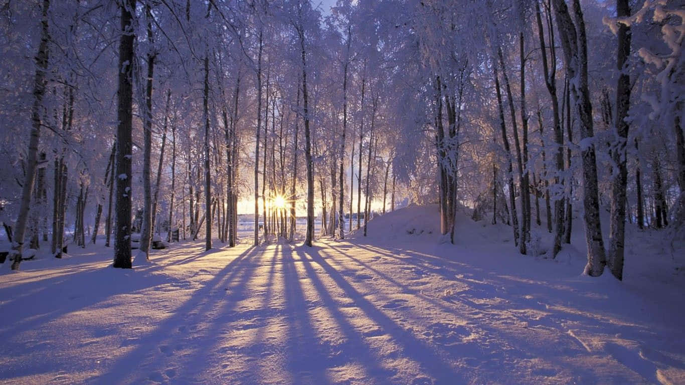 Snow Trees, golden shadows, pristine winter forest floor, HD Desktop Wallpaper