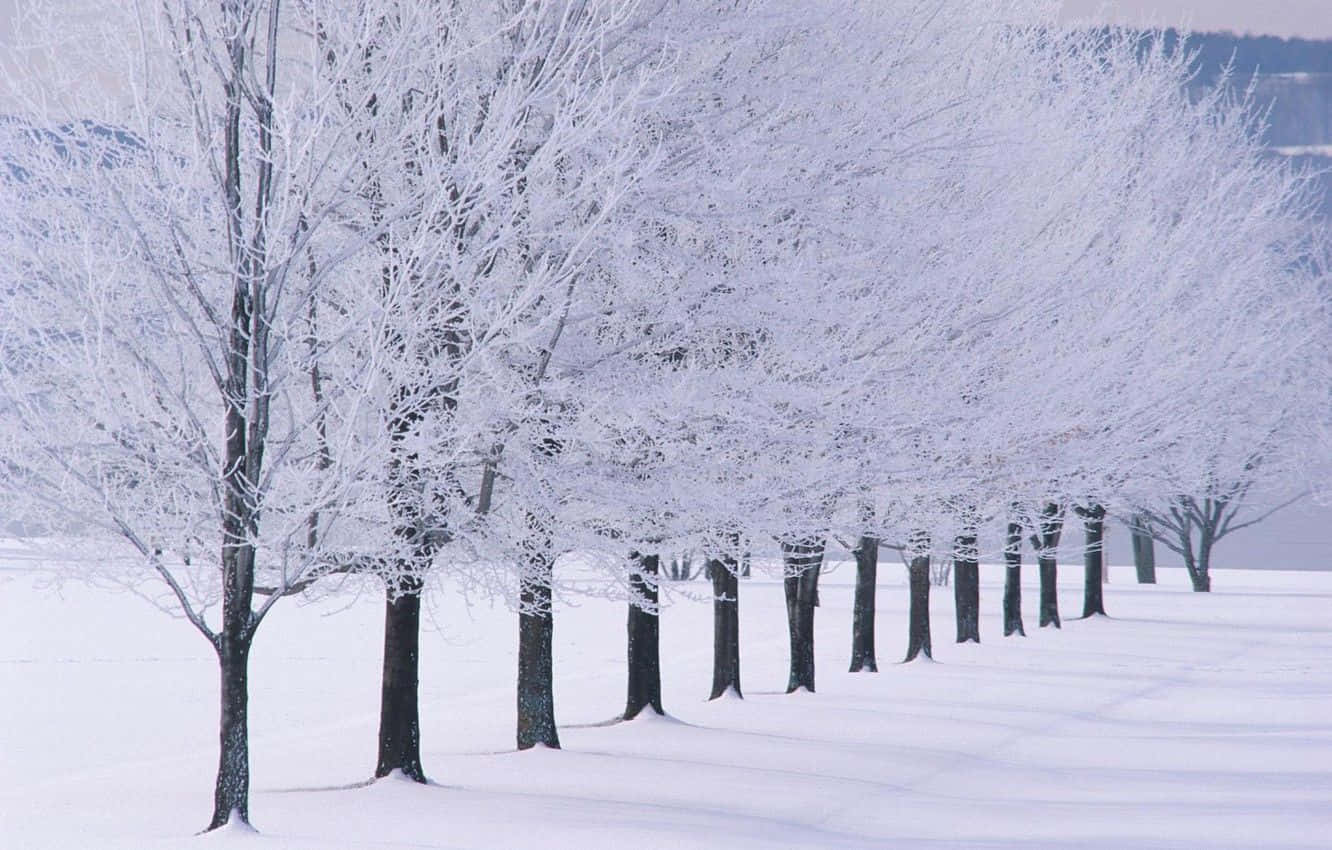 snow trees, winter forest, snow-covered trees, HD Desktop Wallpaper