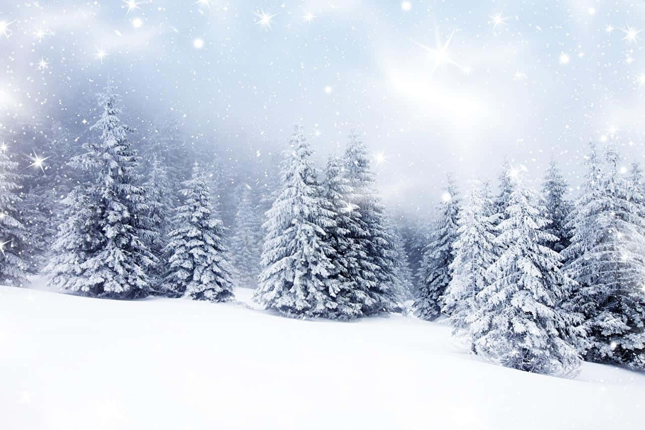 Snow Trees, evergreen trees, winter forest, HD Desktop Wallpaper
