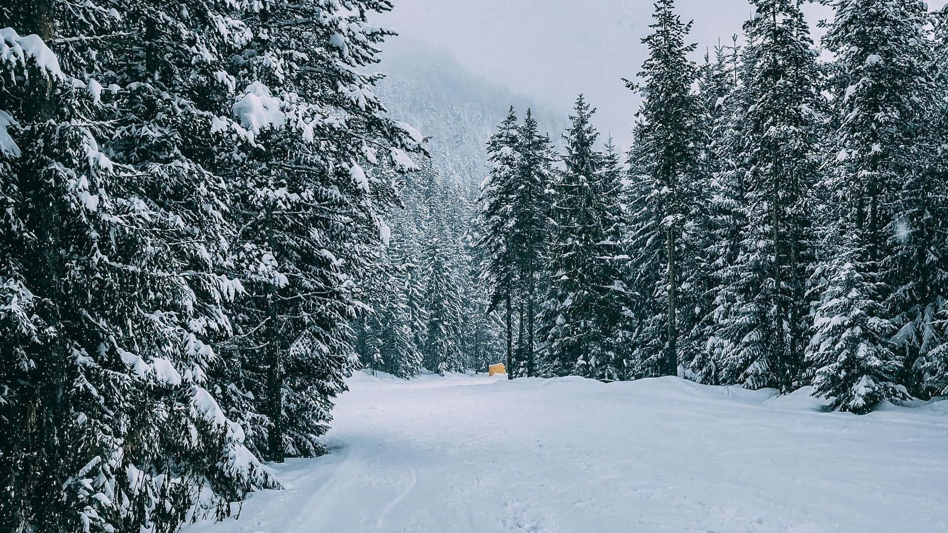 Snow Trees, 1920 x 1080, snow-covered forest path, Full HD Desktop Wallpaper