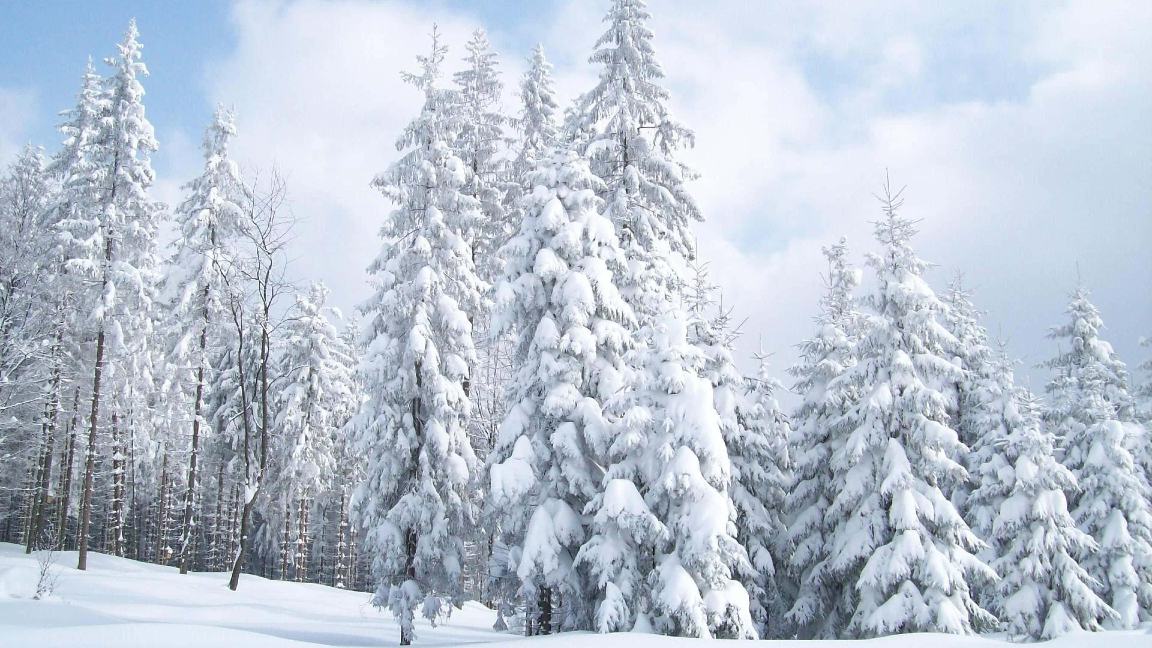 Snow Trees, evergreen trees, fresh snow, 4K Desktop Wallpaper