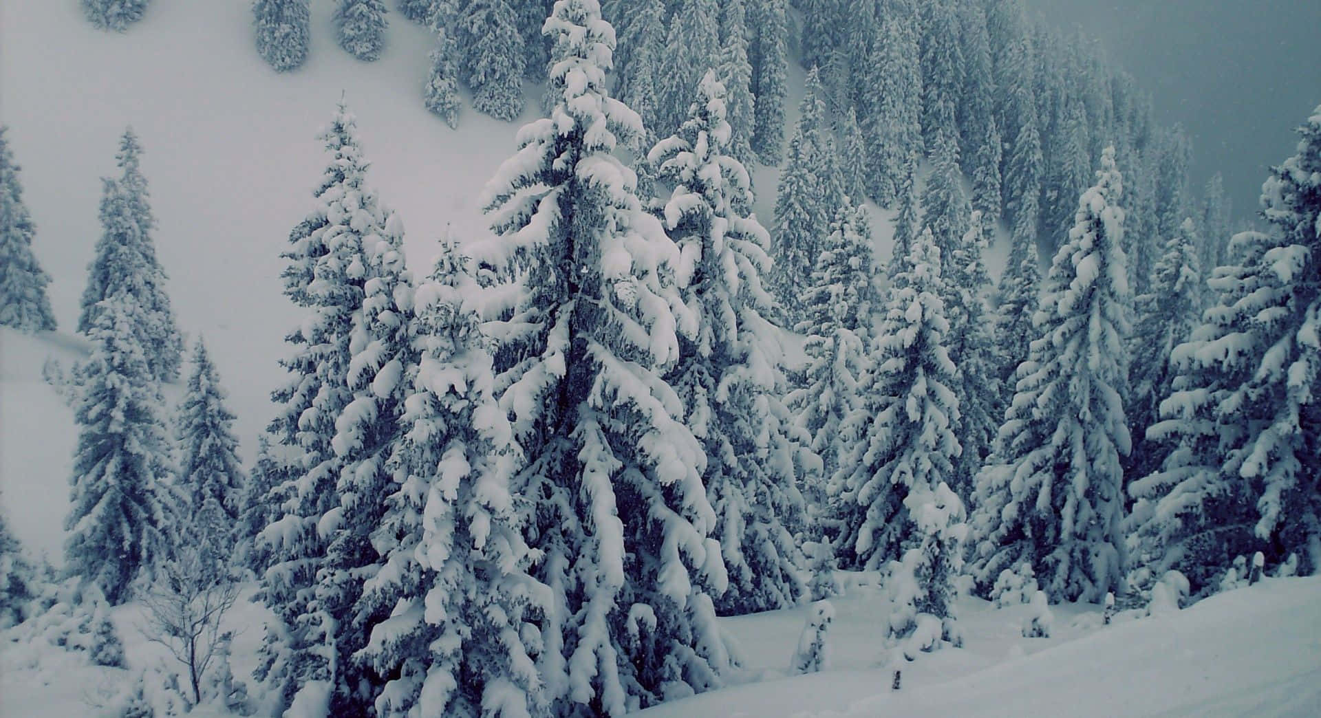 Snow Trees, evergreen trees, winter forest, Full HD Desktop Wallpaper