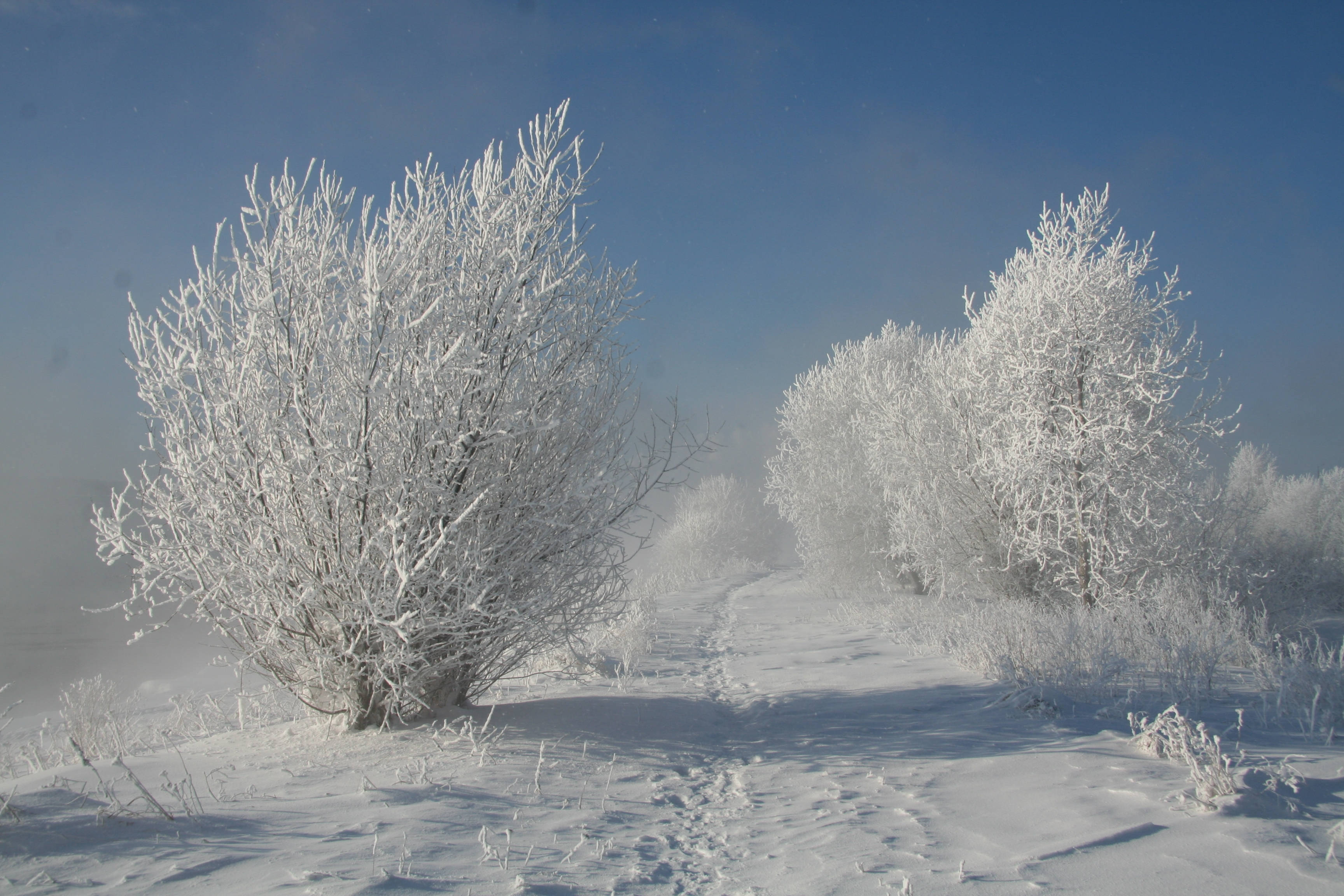 Snow White, frozen bushes, frost, 2K Desktop Wallpaper