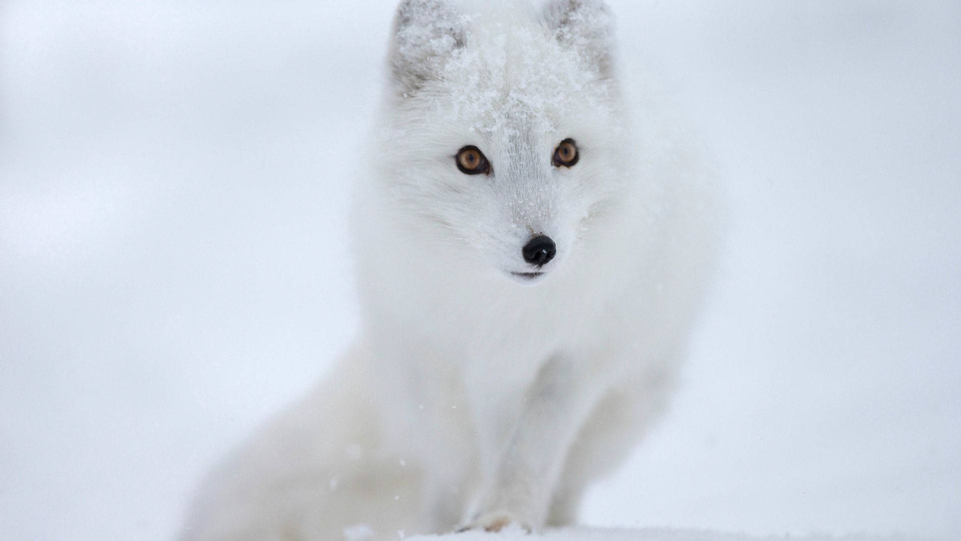 Snow White, arctic fox, amber eyes, Full HD Desktop Wallpaper