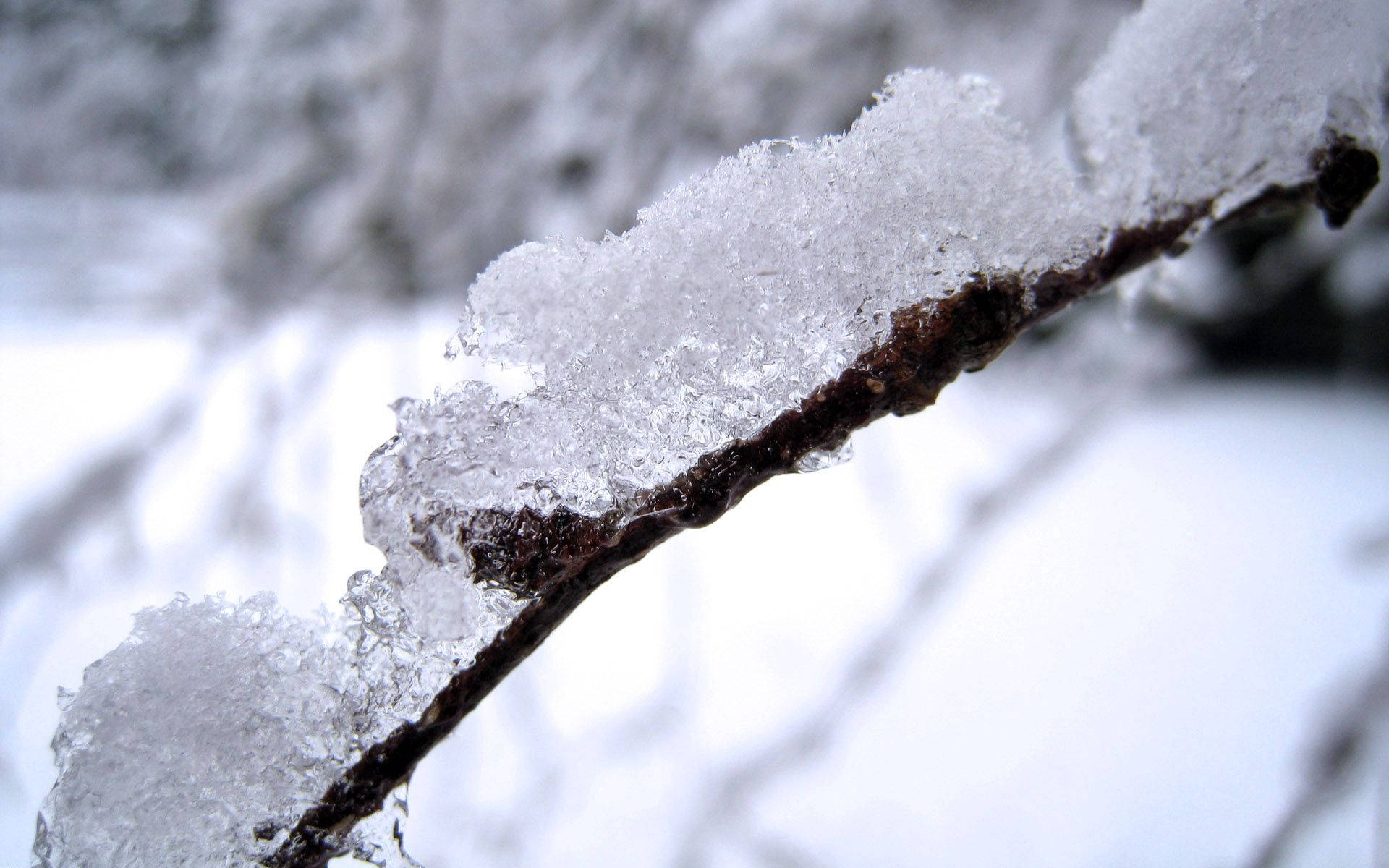 Snow White, frost-covered tree branch, ice crystals, Full HD Desktop Wallpaper