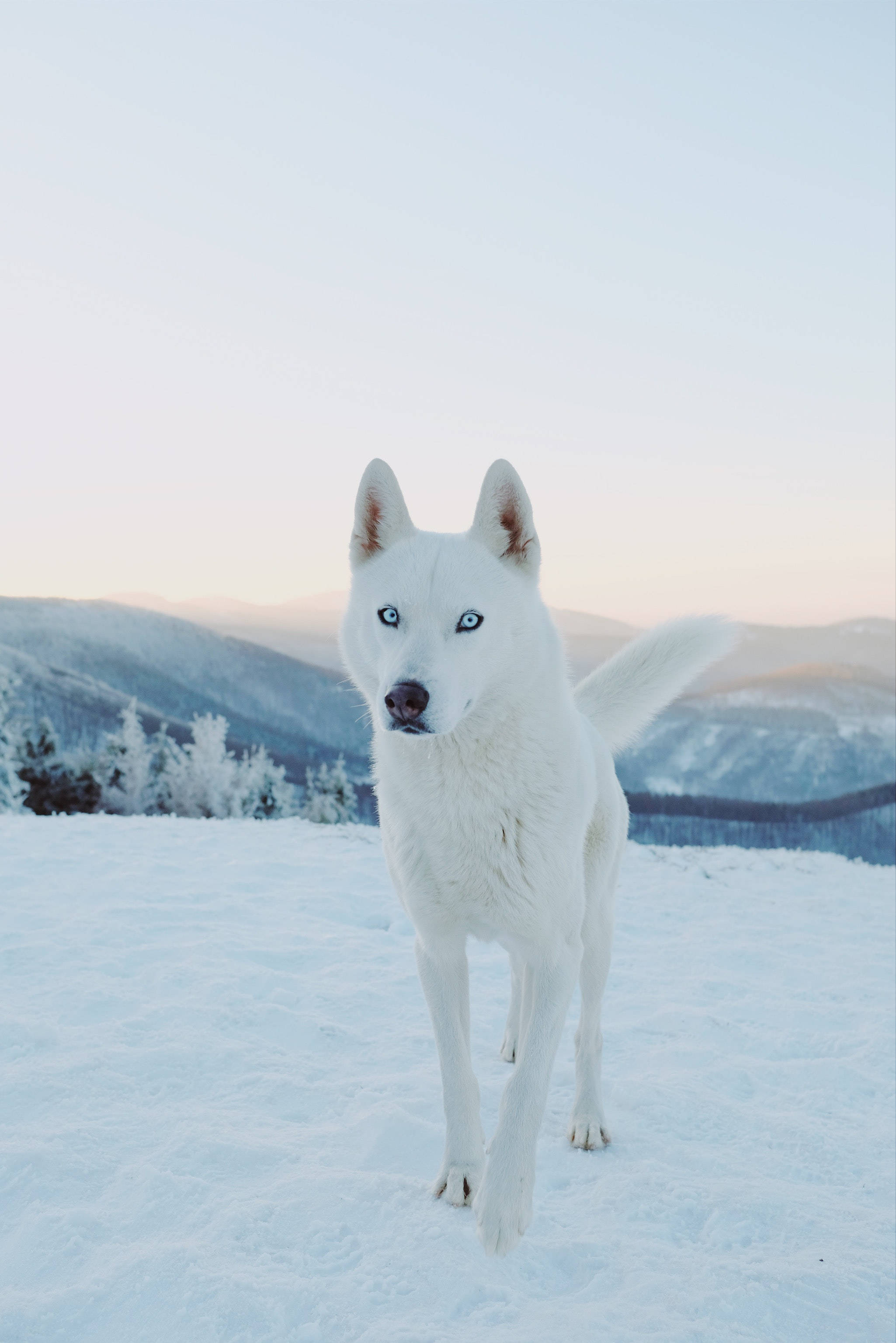 Snow White, husky dog, white, 2K Phone Wallpaper