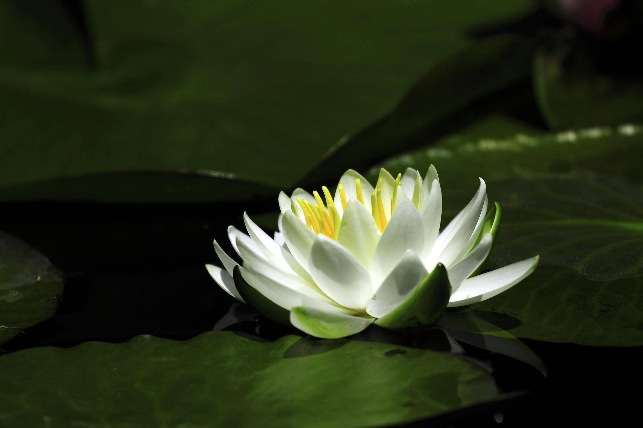 Snow White, water lily, yellow center, Full HD Desktop Wallpaper