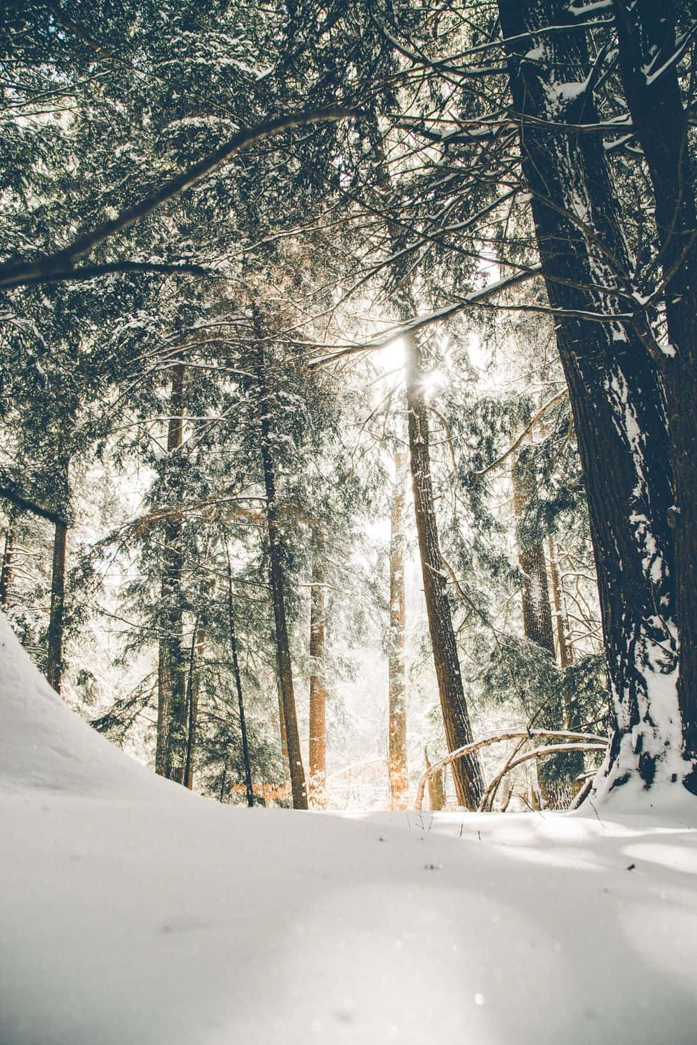 Old Winter, snow-dusted evergreen trees, quiet winter forest, HD Phone Wallpaper