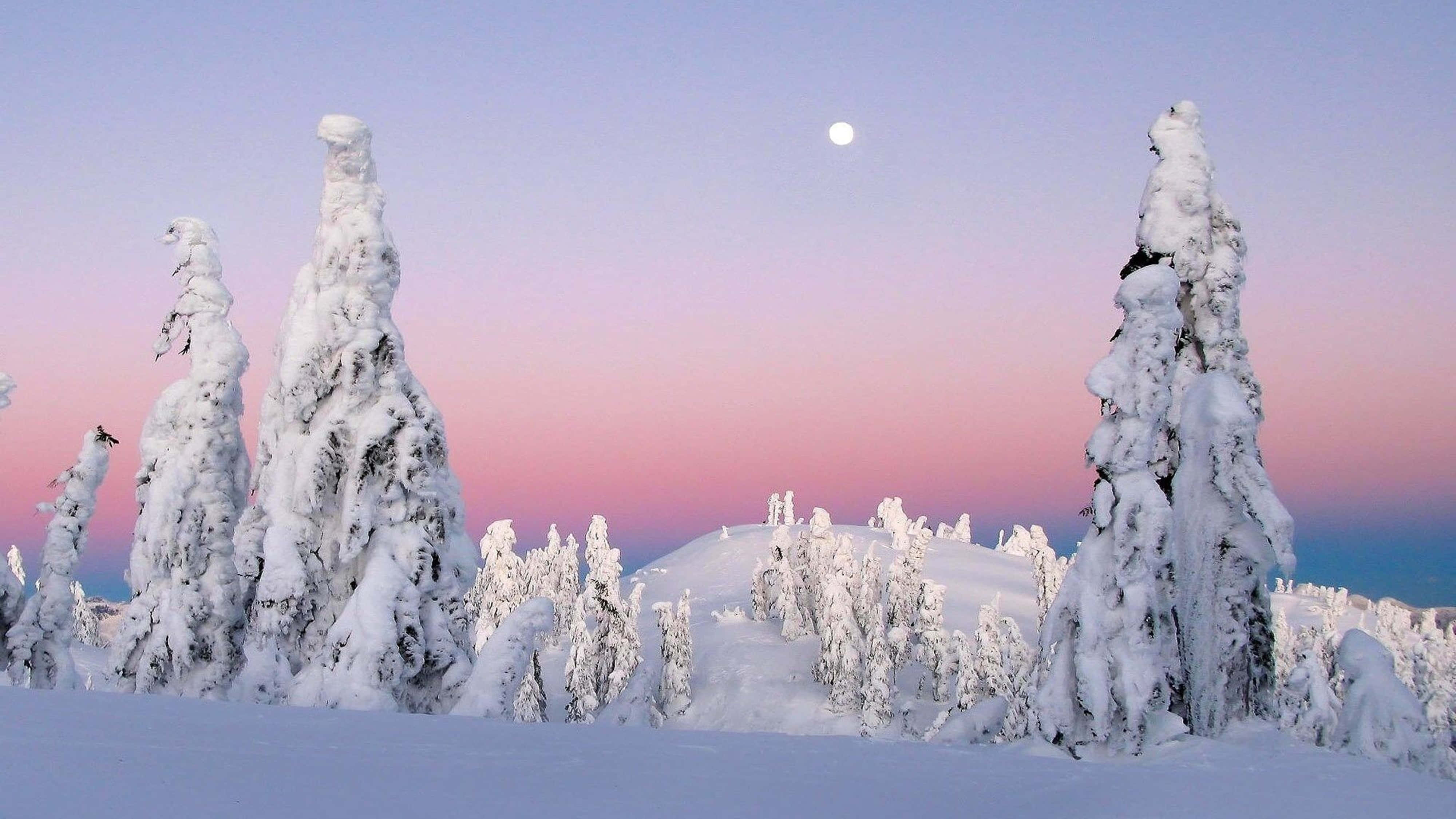 Pine Trees, Deep Snow, Pink and Purple Twilight Sky, 4K Desktop Wallpaper