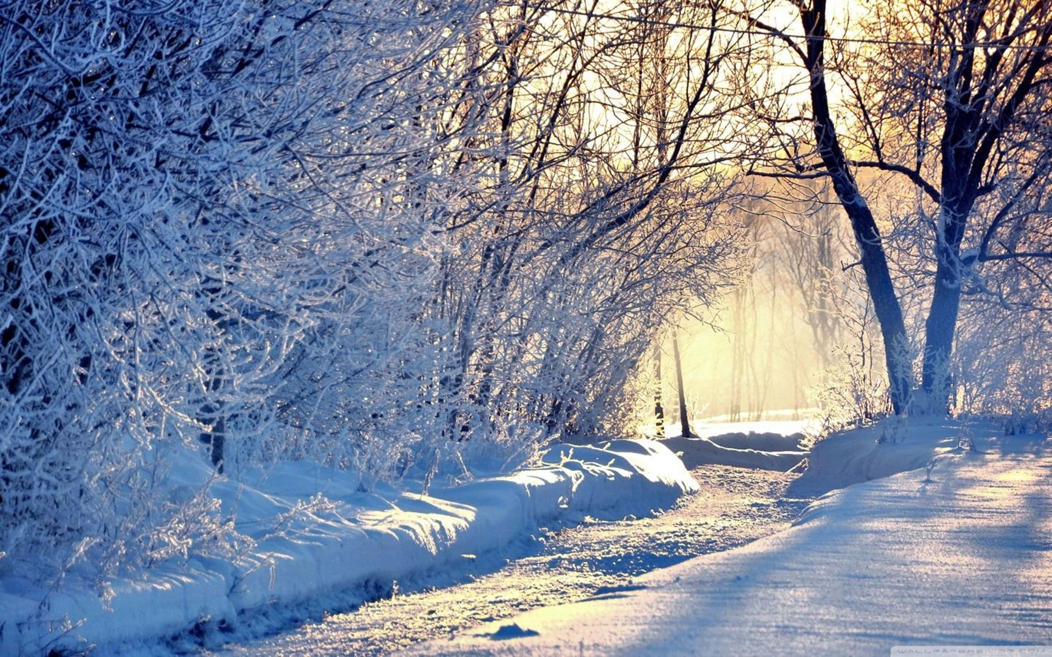 snow, 4K, forest path, 4K Desktop Wallpaper