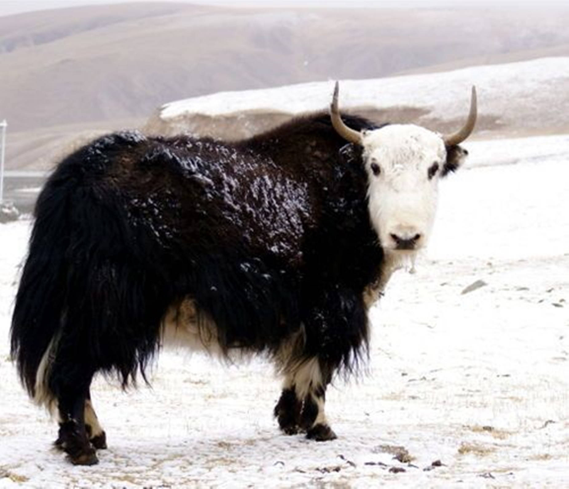yak, black and white, snow, HD Desktop Wallpaper