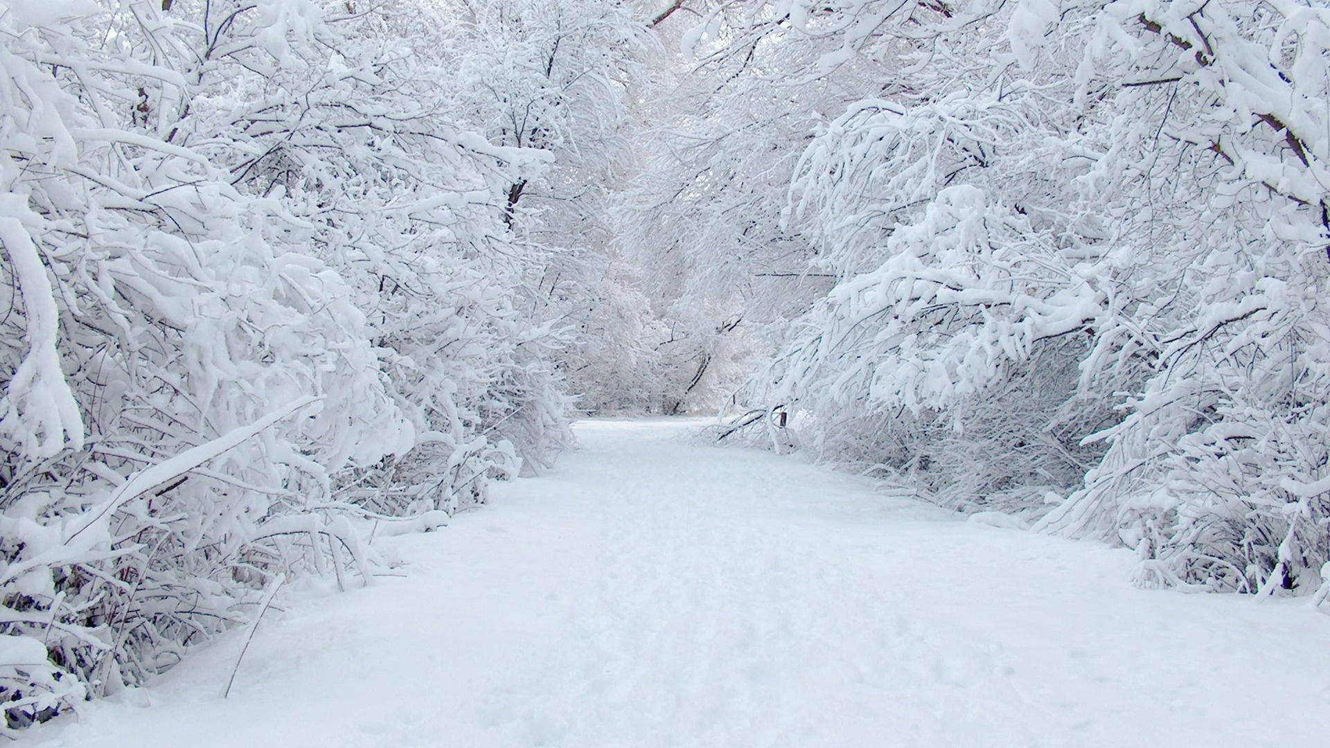 snow-covered forest path, trees heavily laden with pristine white snow, soft daylight, Full HD Desktop Wallpaper