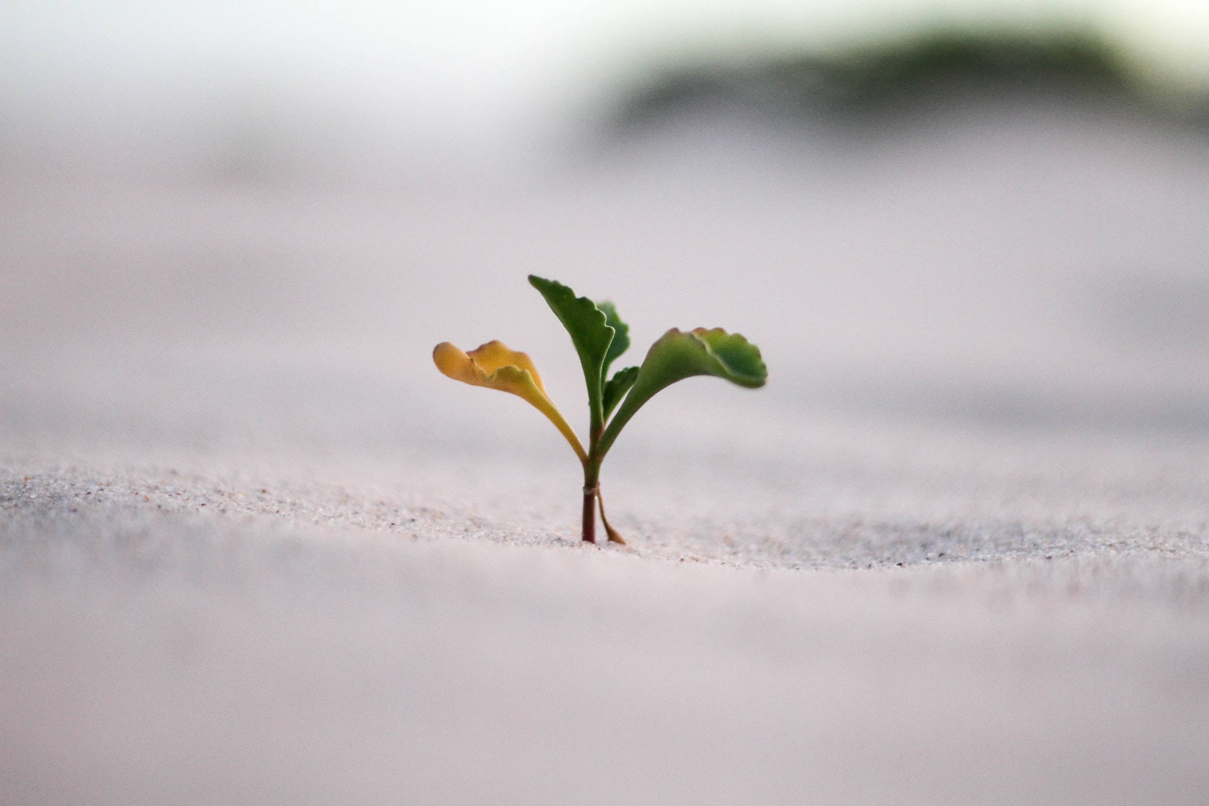 tiny plant, green and yellow leaves, soft white sand, Full HD Desktop Wallpaper