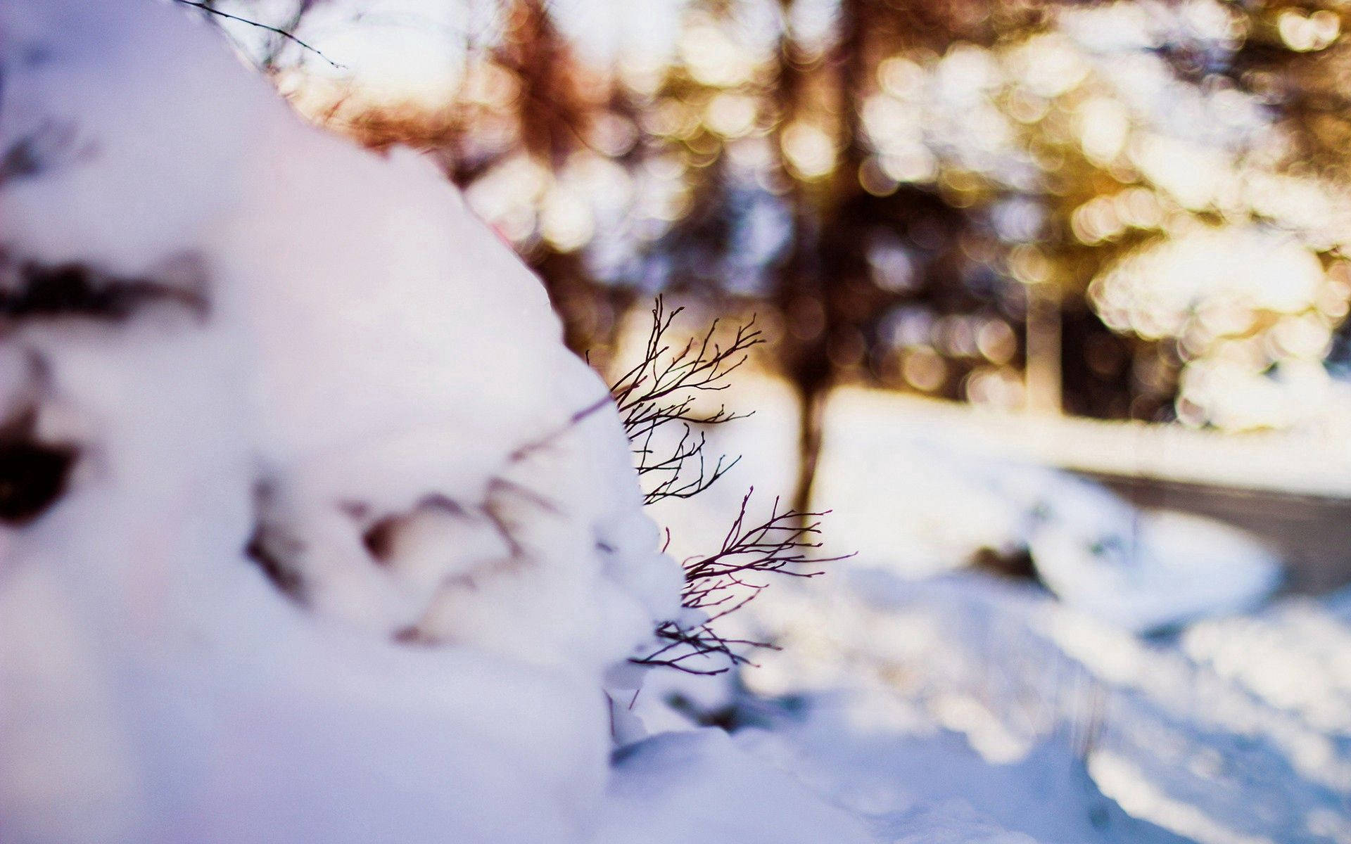 snow twigs winter, snow-dusted branches, serene winter forest, Full HD Desktop Wallpaper