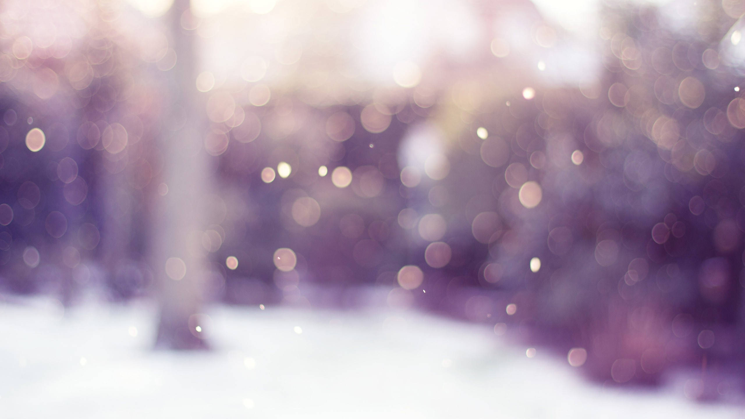 snowy forest floor, blurred tree trunks, purple and white tones, 2K Desktop Wallpaper