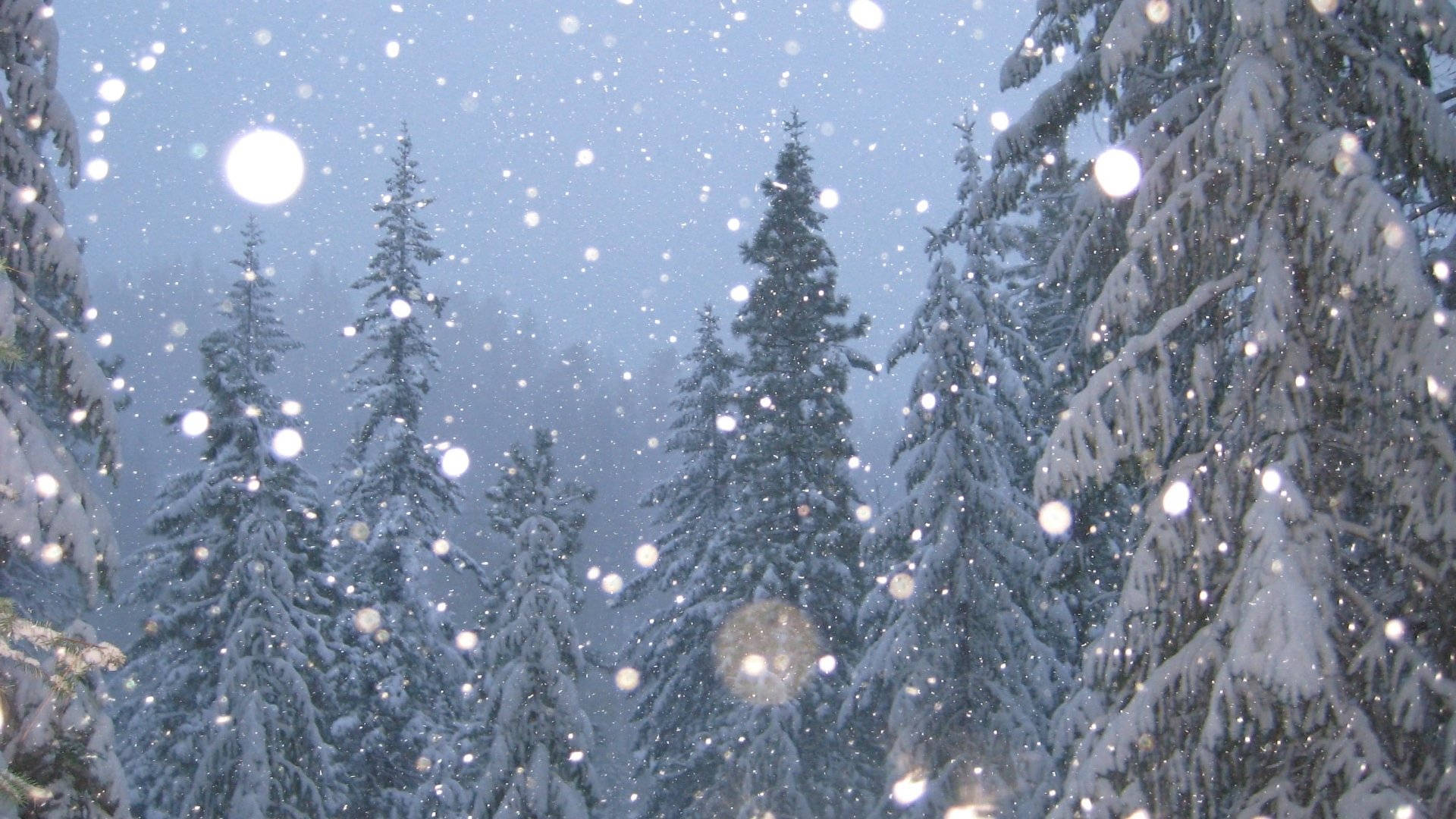 snowflakes, soft blue sky, snow-laden evergreen trees, Full HD Desktop Wallpaper