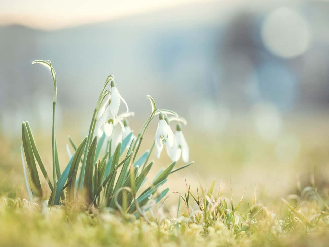 snowdrop, white snowdrop flowers, green grass, HD Desktop Wallpaper