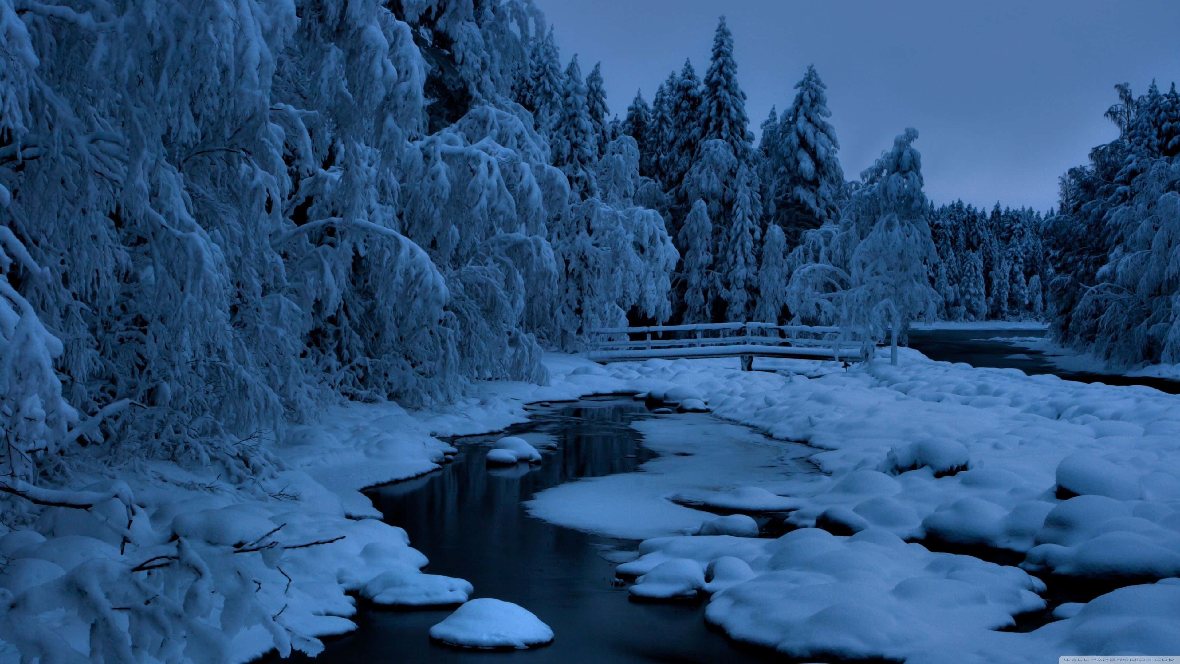 Snowfall, winter forest, snow-laden trees, 4K Desktop Wallpaper